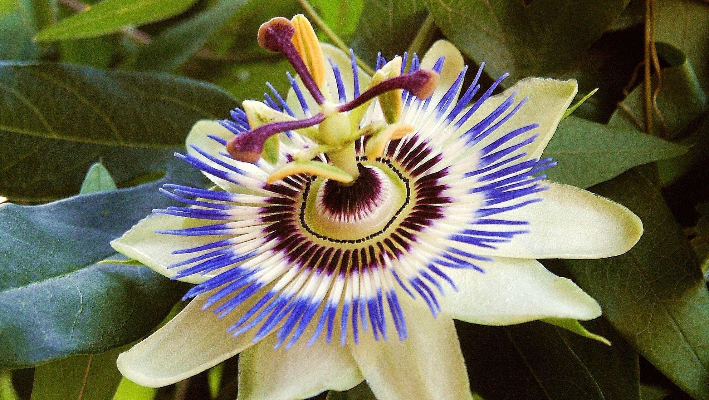 Passion Flower Wallpapers Wallpaper Cave
