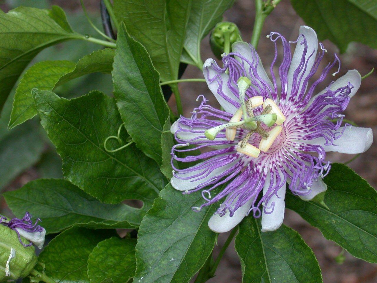 Passion Flower Wallpapers Wallpaper Cave