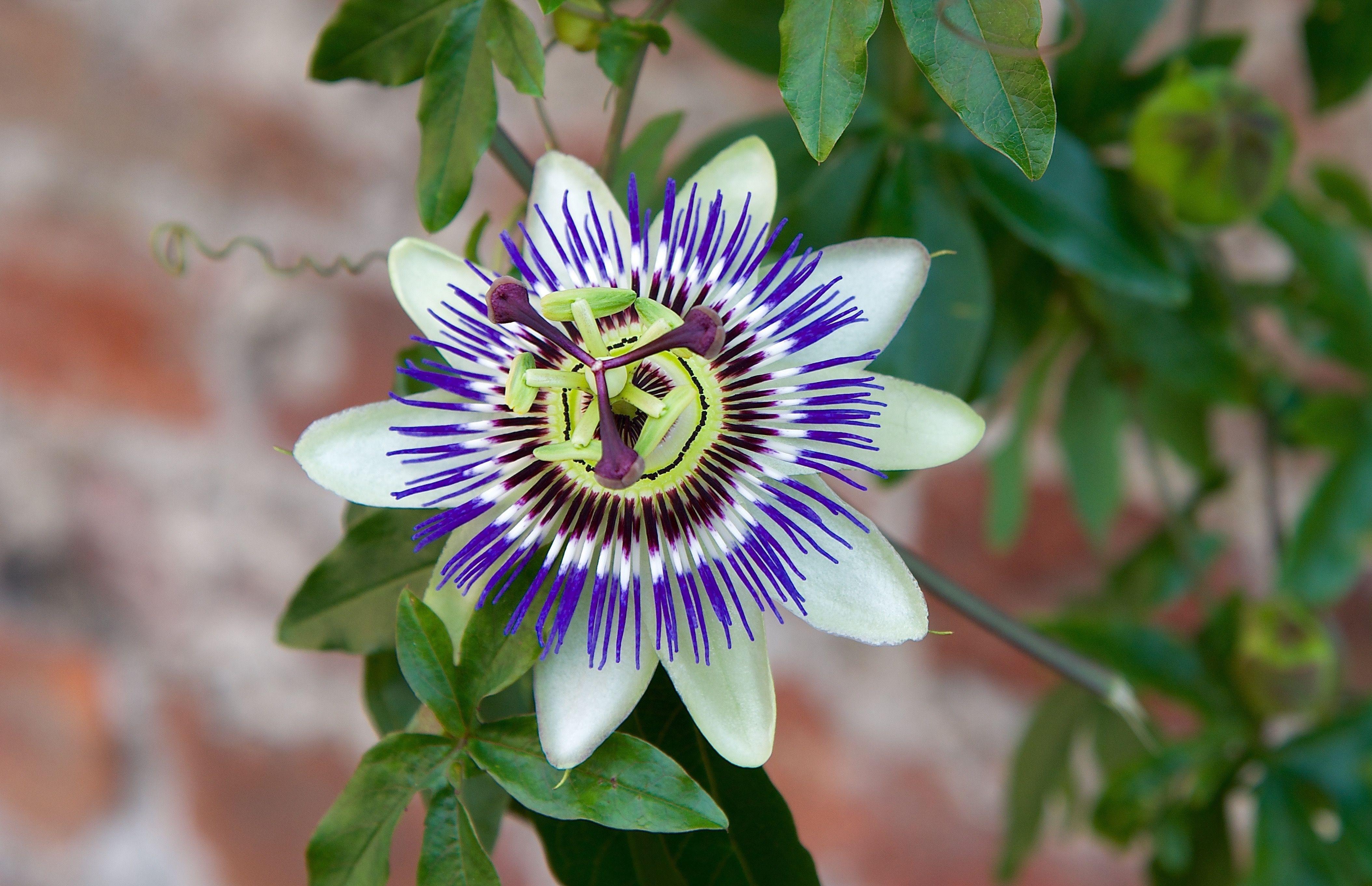 Passion Flower Wallpapers Wallpaper Cave