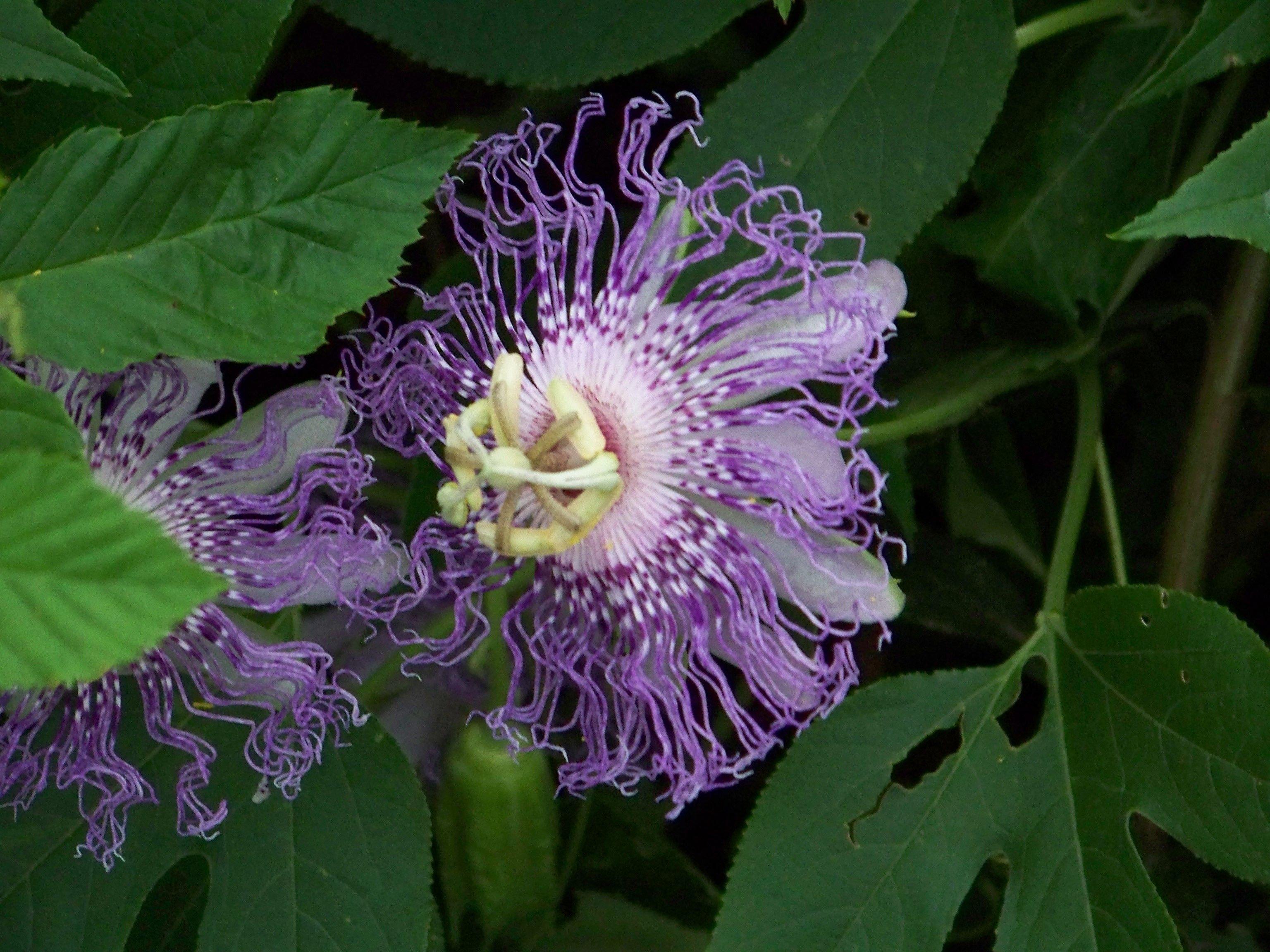Passion Flower Wallpapers Wallpaper Cave