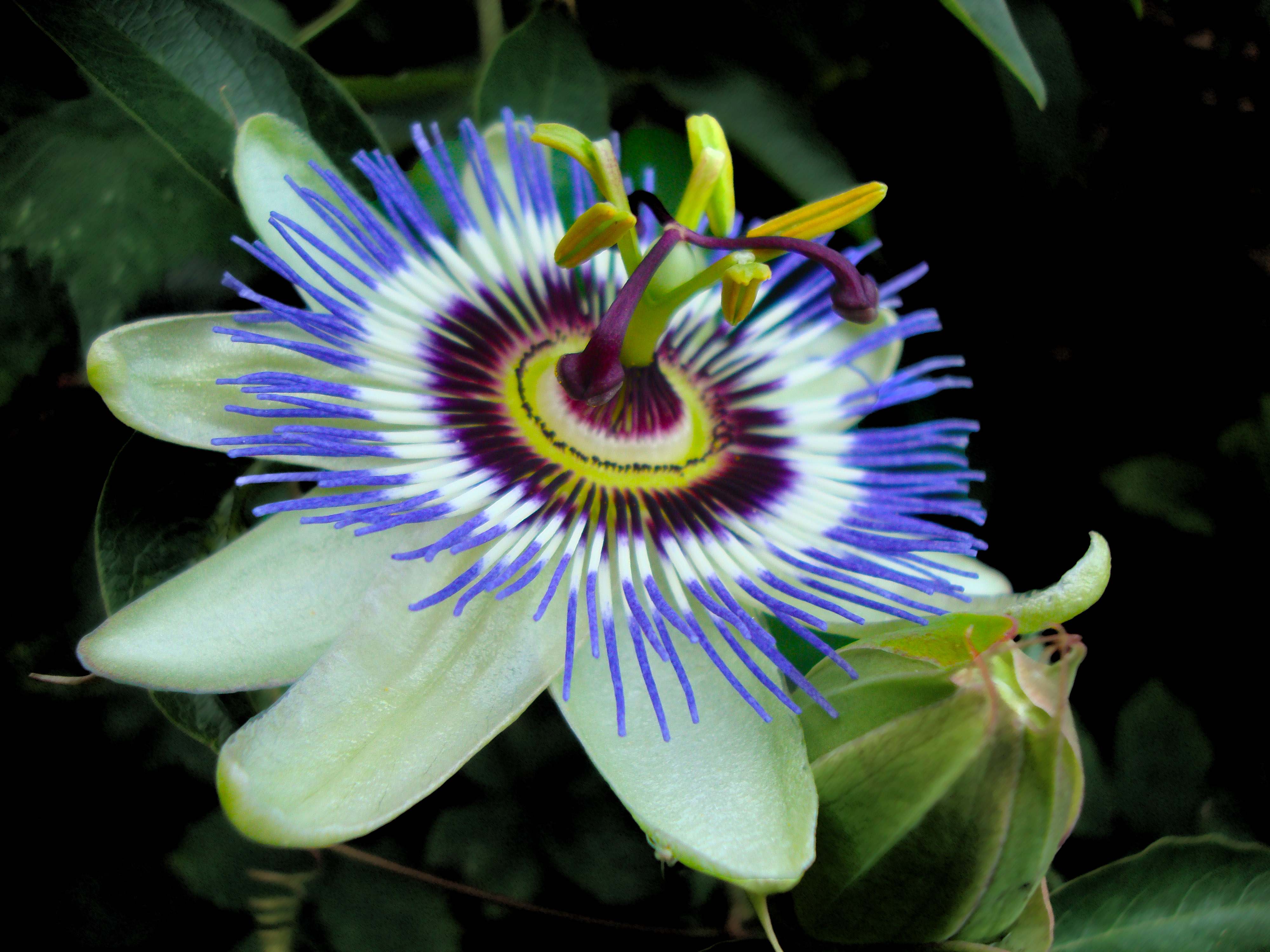 Passion Flower Wallpapers Wallpaper Cave