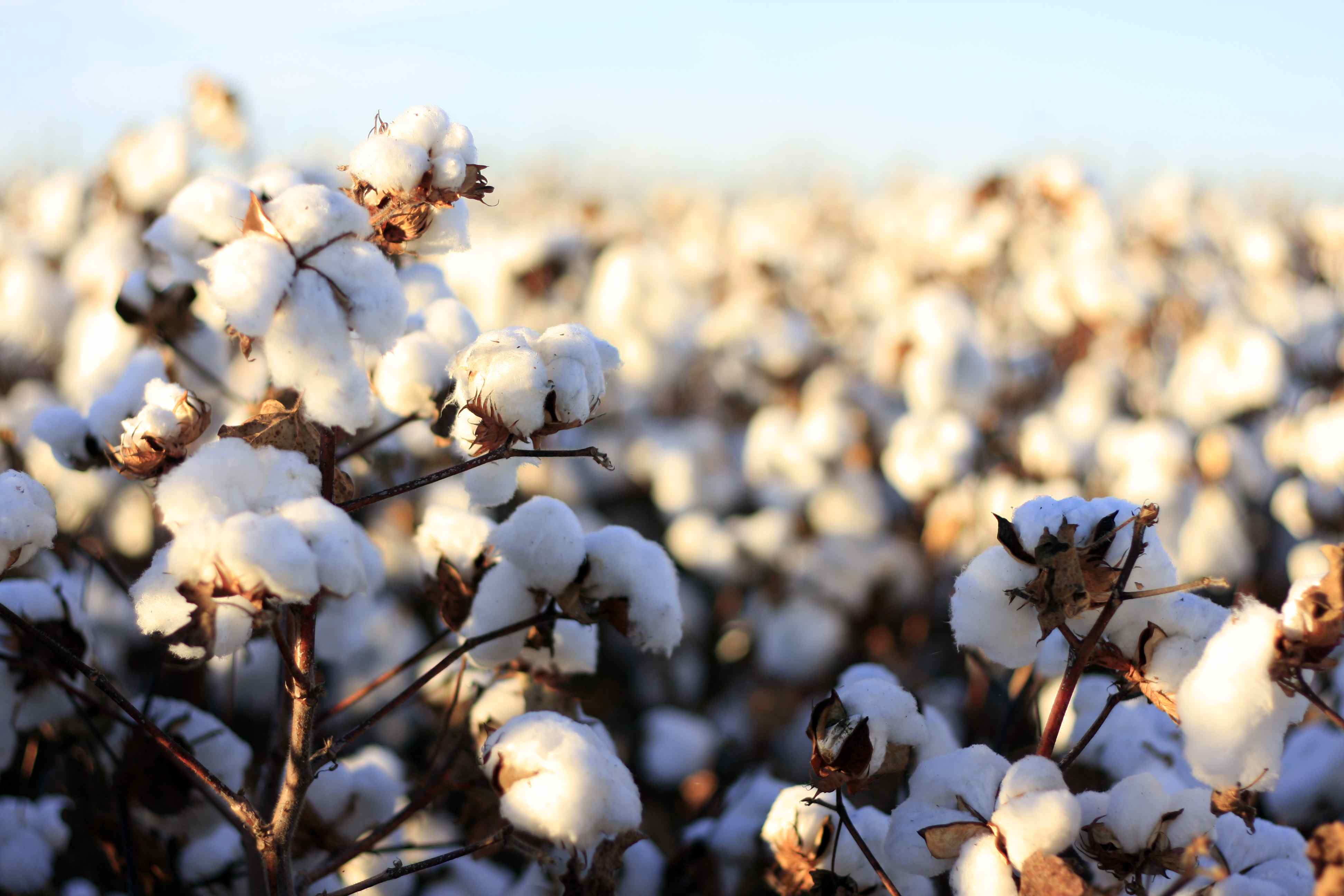 Cotton Field Wallpapers - Wallpaper Cave