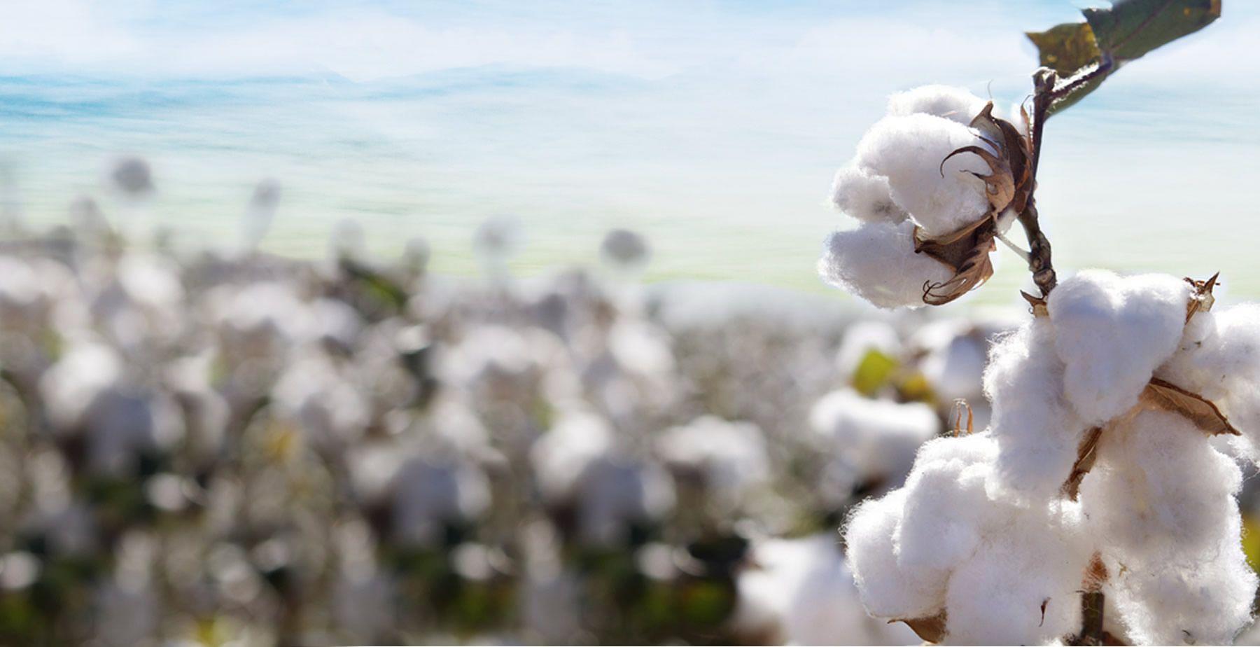 Cotton Field Wallpapers Wallpaper Cave