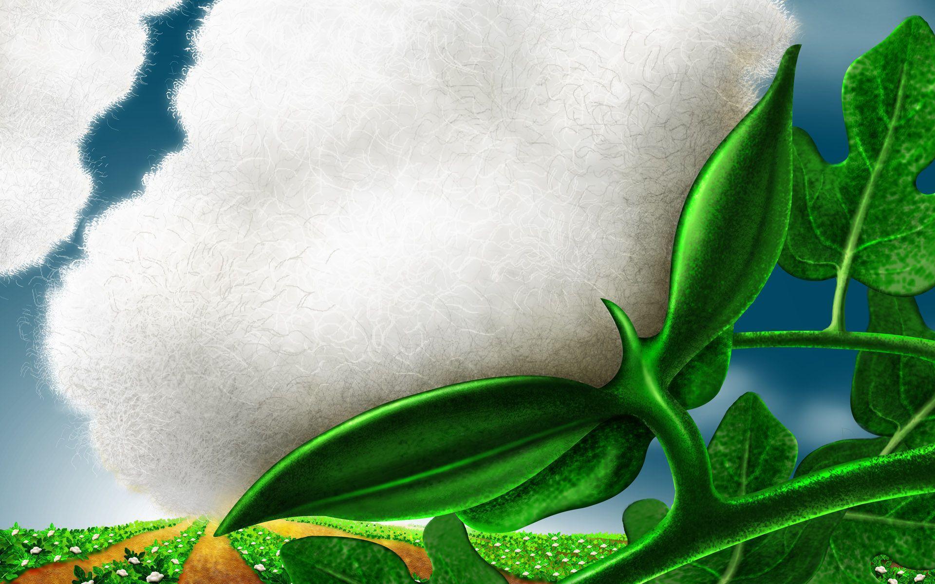 Cotton Wallpapers Wallpaper Cave