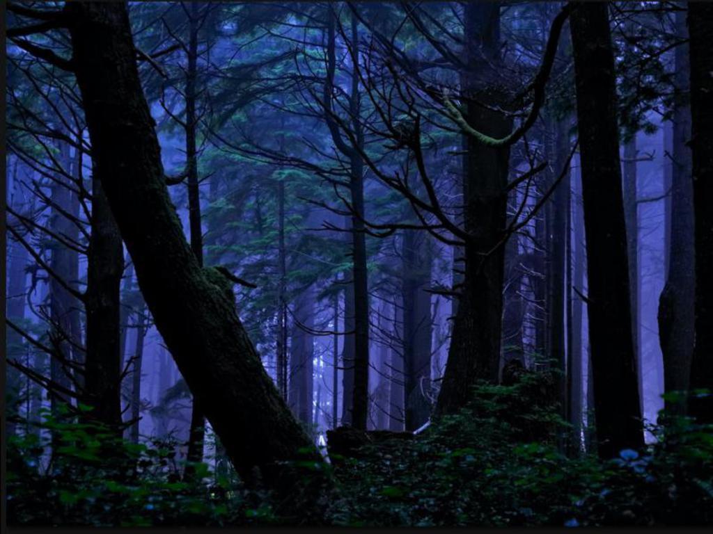 Night Forest Wallpapers Wallpaper Cave