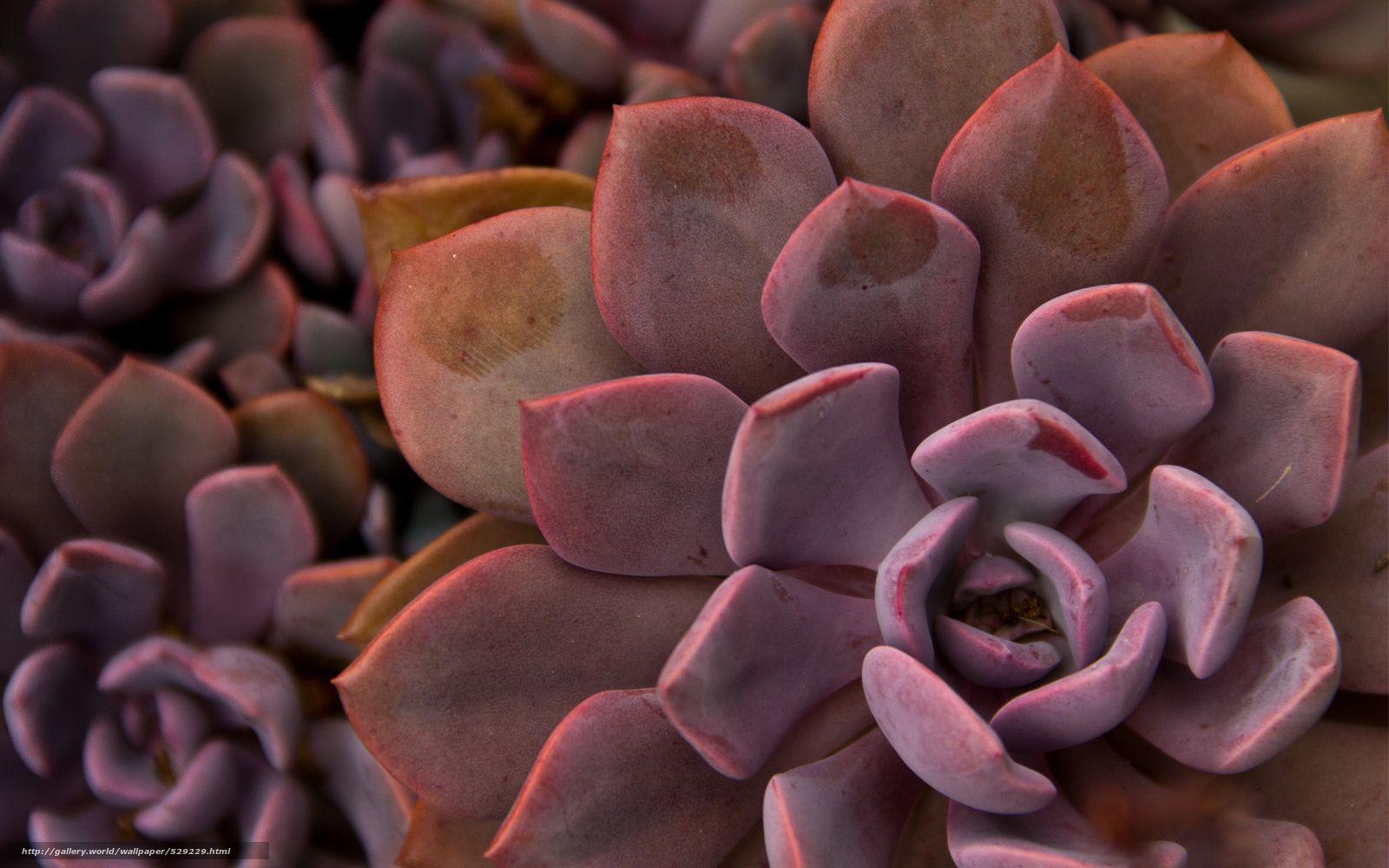Succulent Wallpapers Wallpaper Cave