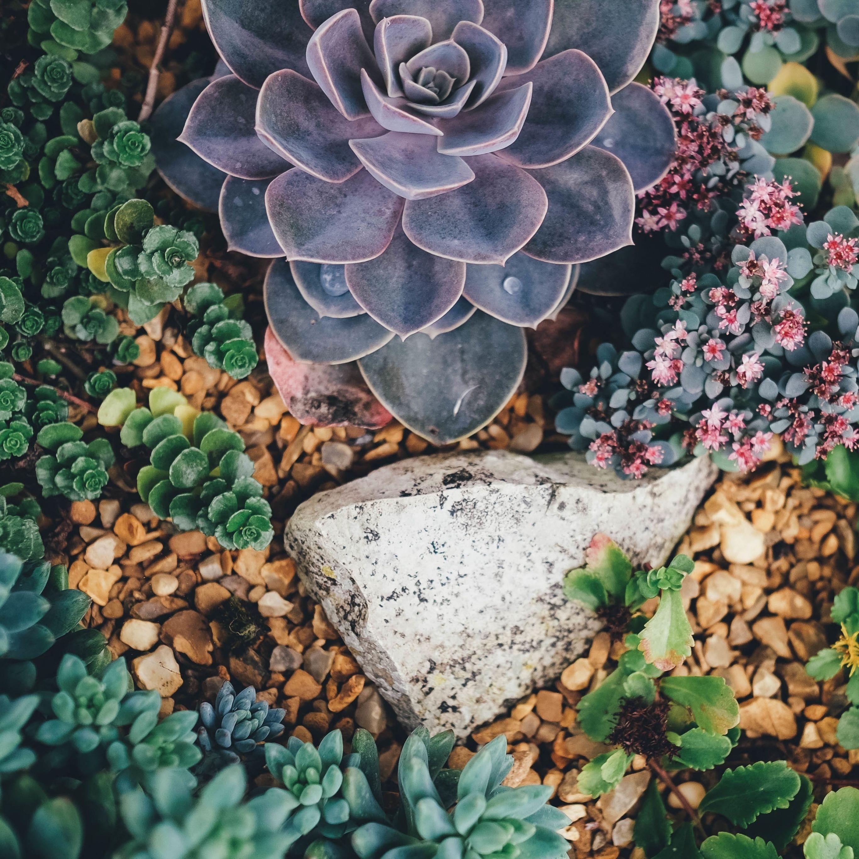 Succulent Wallpapers Wallpaper Cave