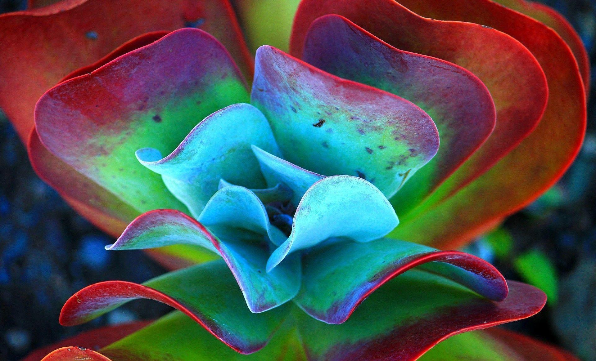 Succulent Wallpapers Wallpaper Cave
