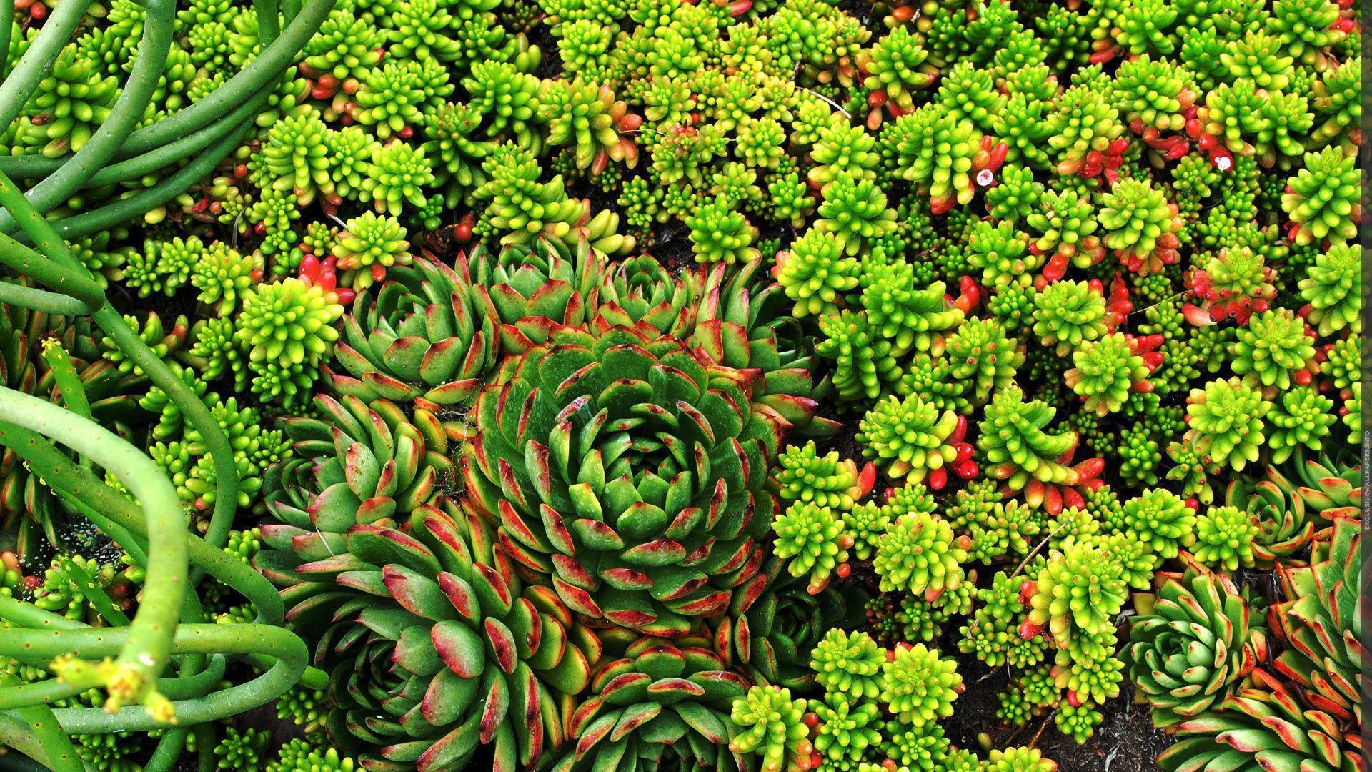 Succulent Wallpapers Wallpaper Cave