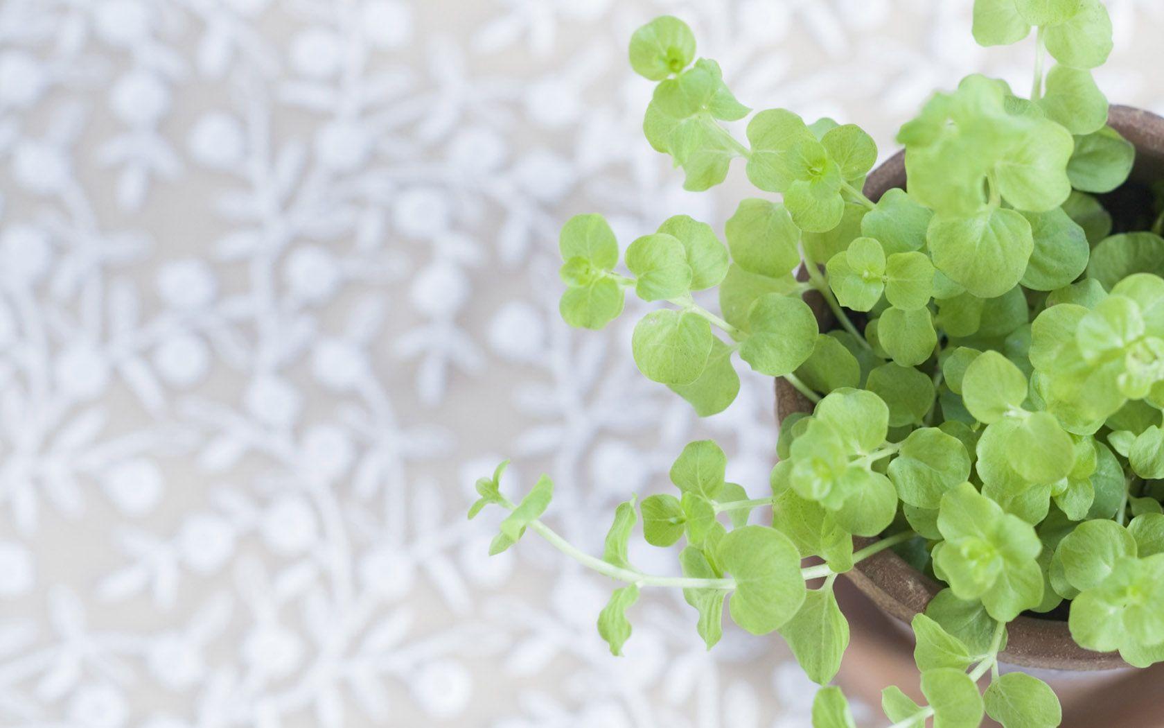 Herbs Wallpapers Wallpaper Cave