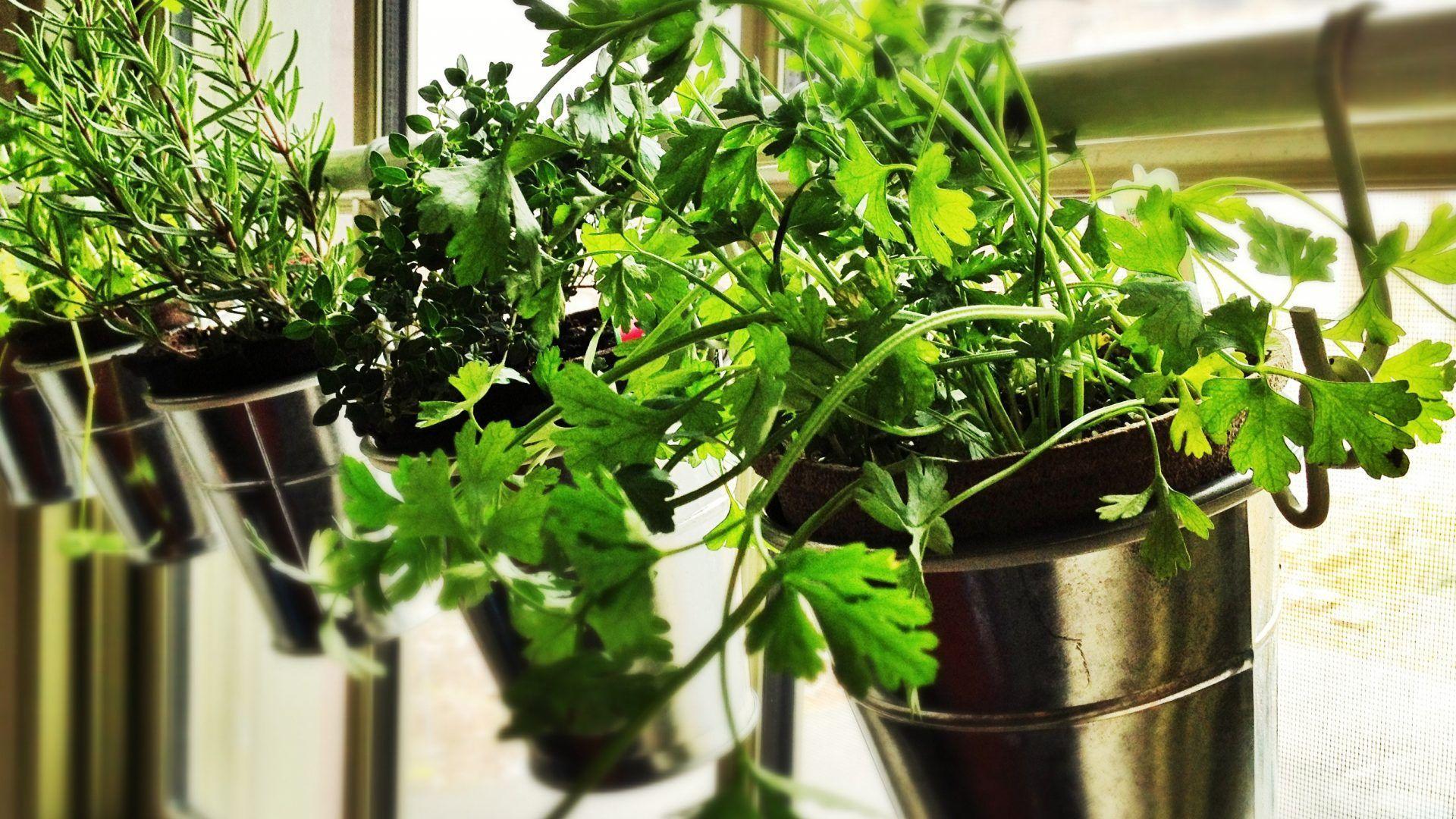 Herbs Wallpapers Wallpaper Cave