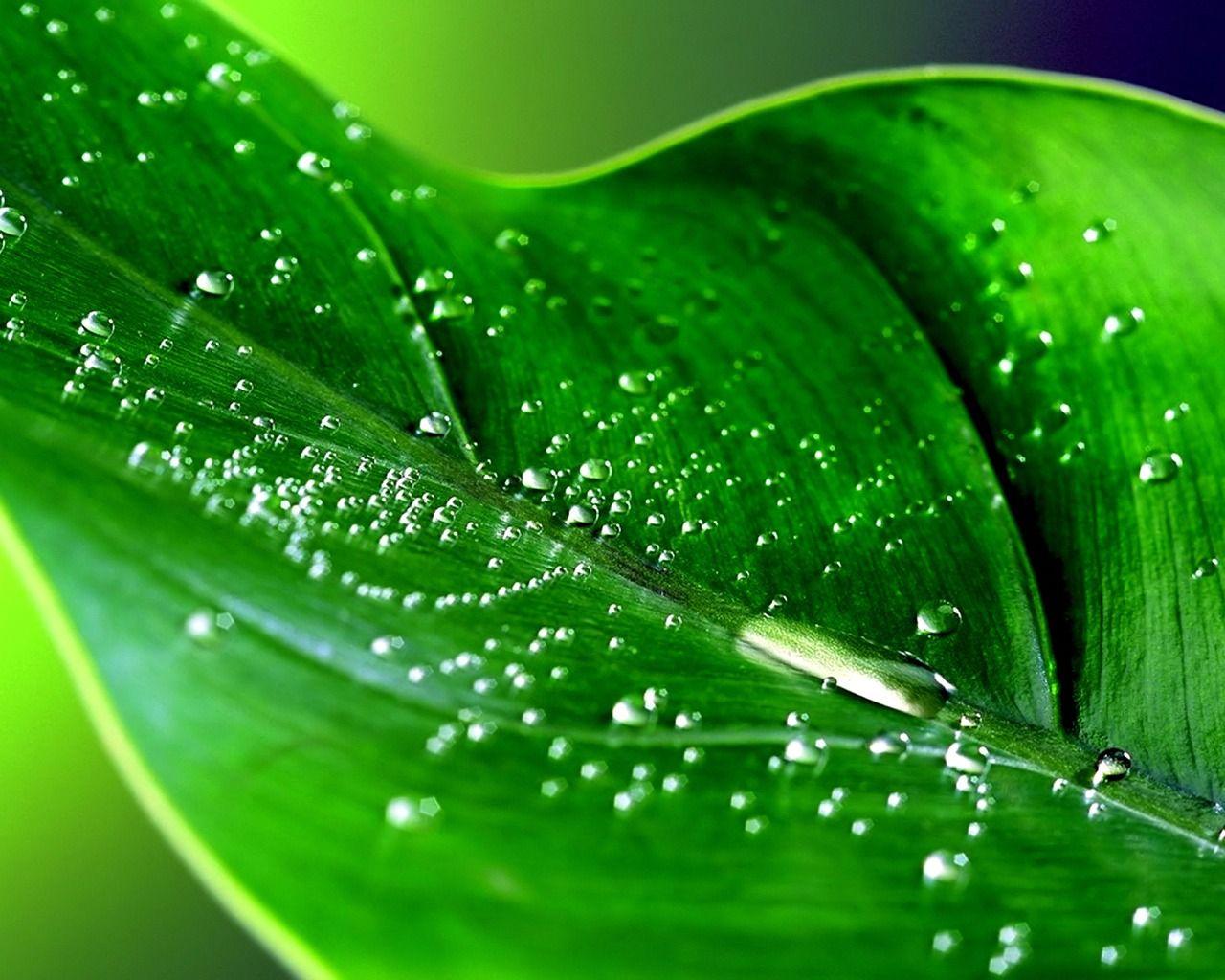 Green Leaf Wallpapers Wallpaper Cave