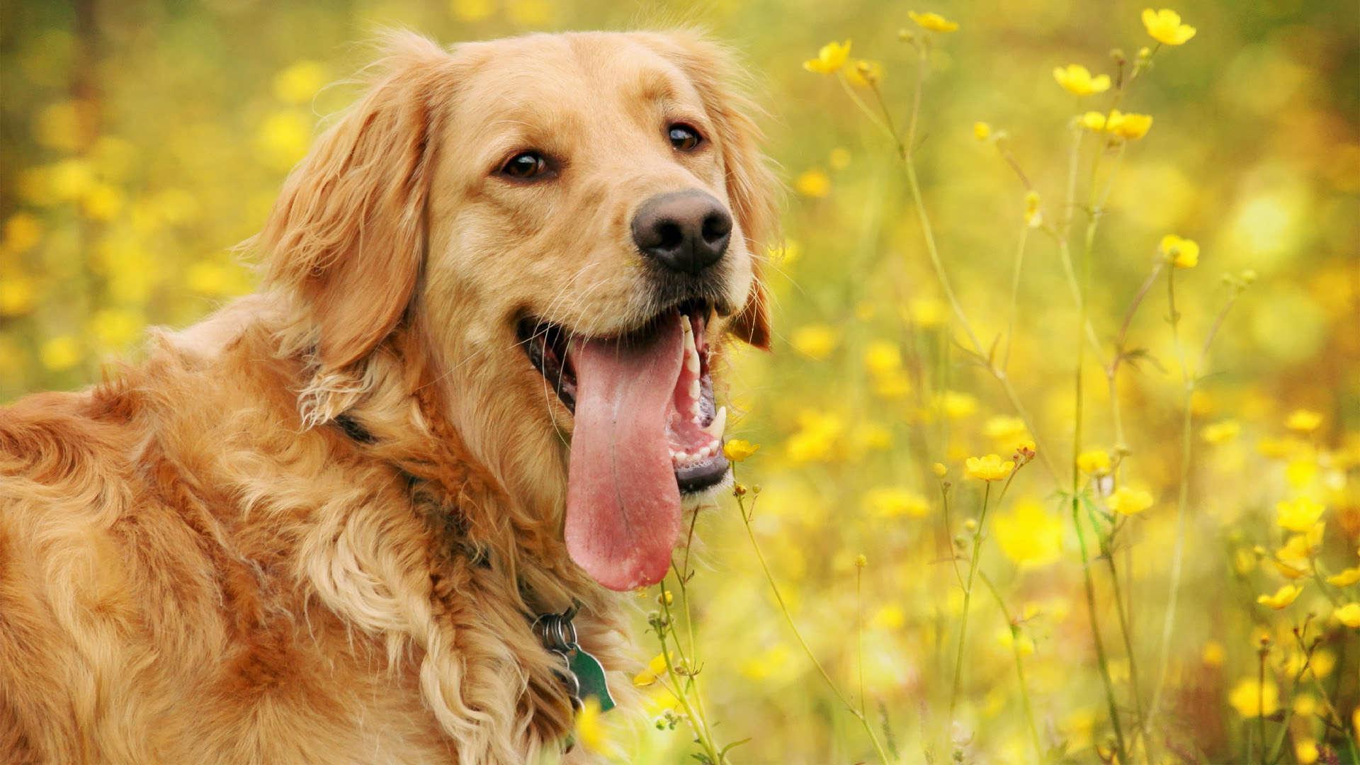 Golden Retrievers Wallpapers Wallpaper Cave
