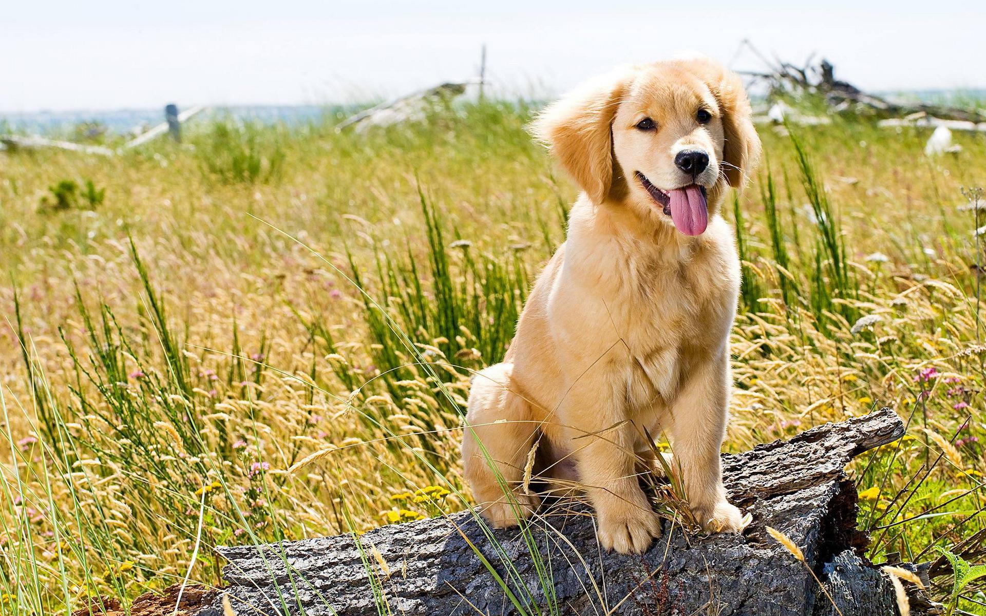 Golden Retrievers Wallpapers Wallpaper Cave
