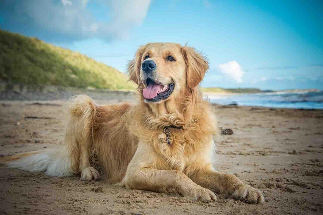 Golden Retrievers Wallpapers Wallpaper Cave