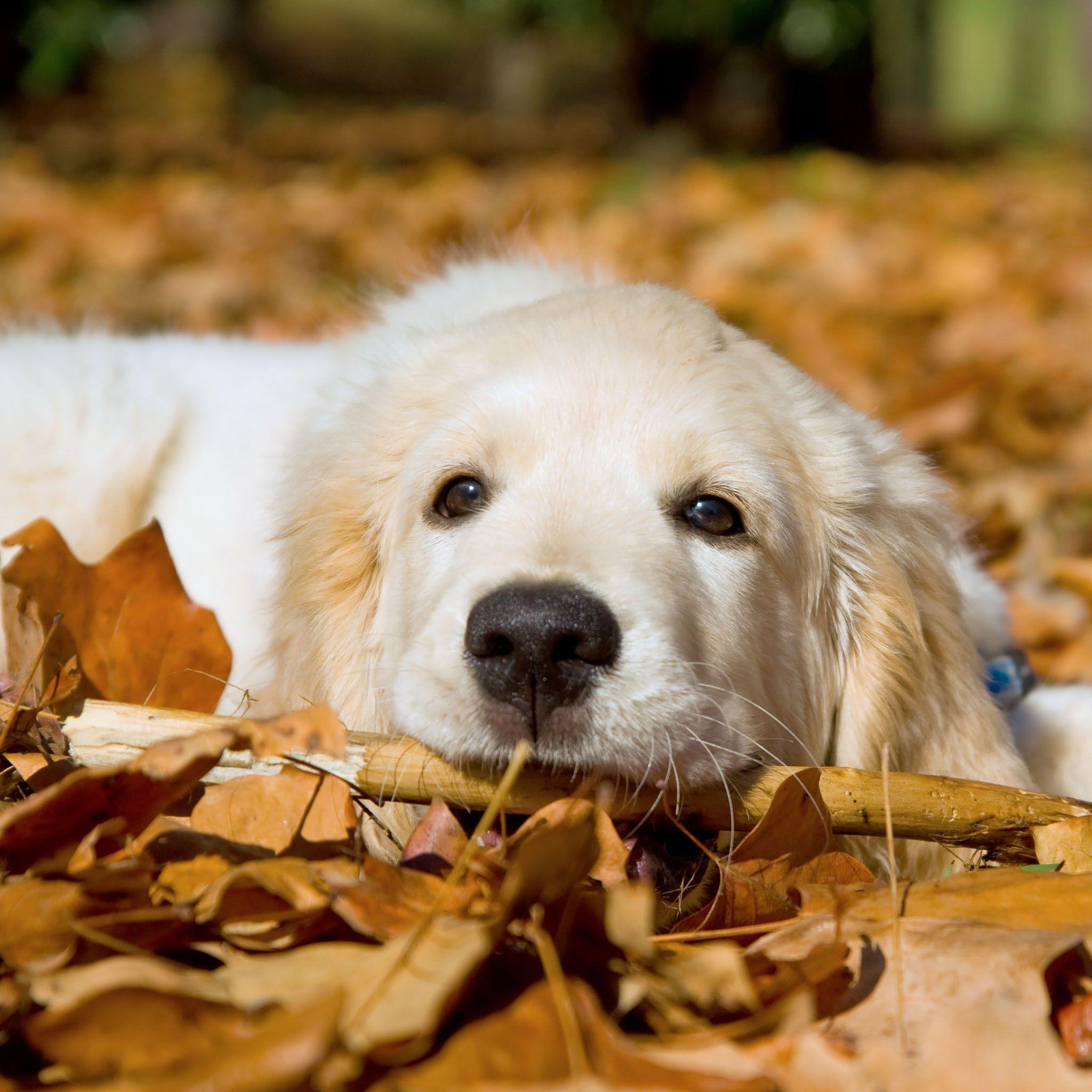 Golden Retrievers Wallpapers Wallpaper Cave