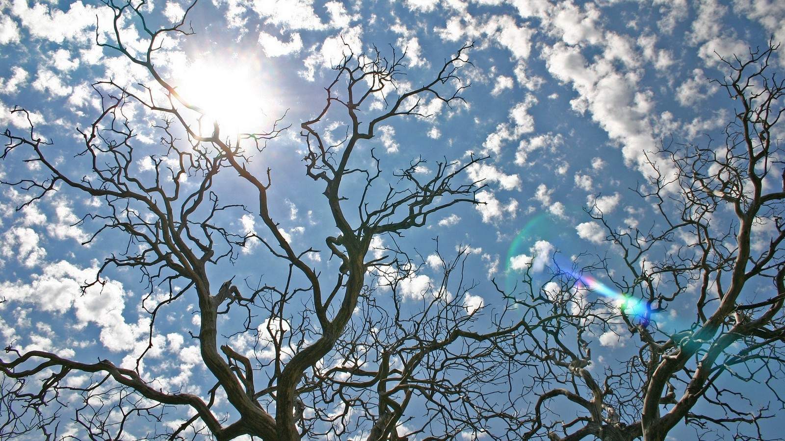 Tree Branches Wallpapers Wallpaper Cave