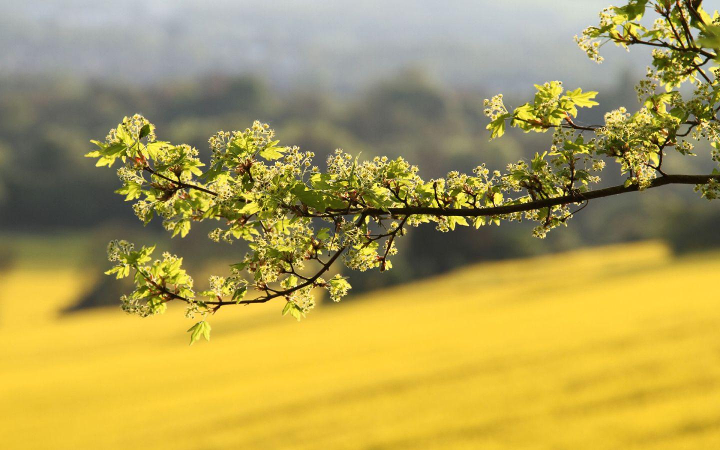 Tree Branches Wallpapers Wallpaper Cave