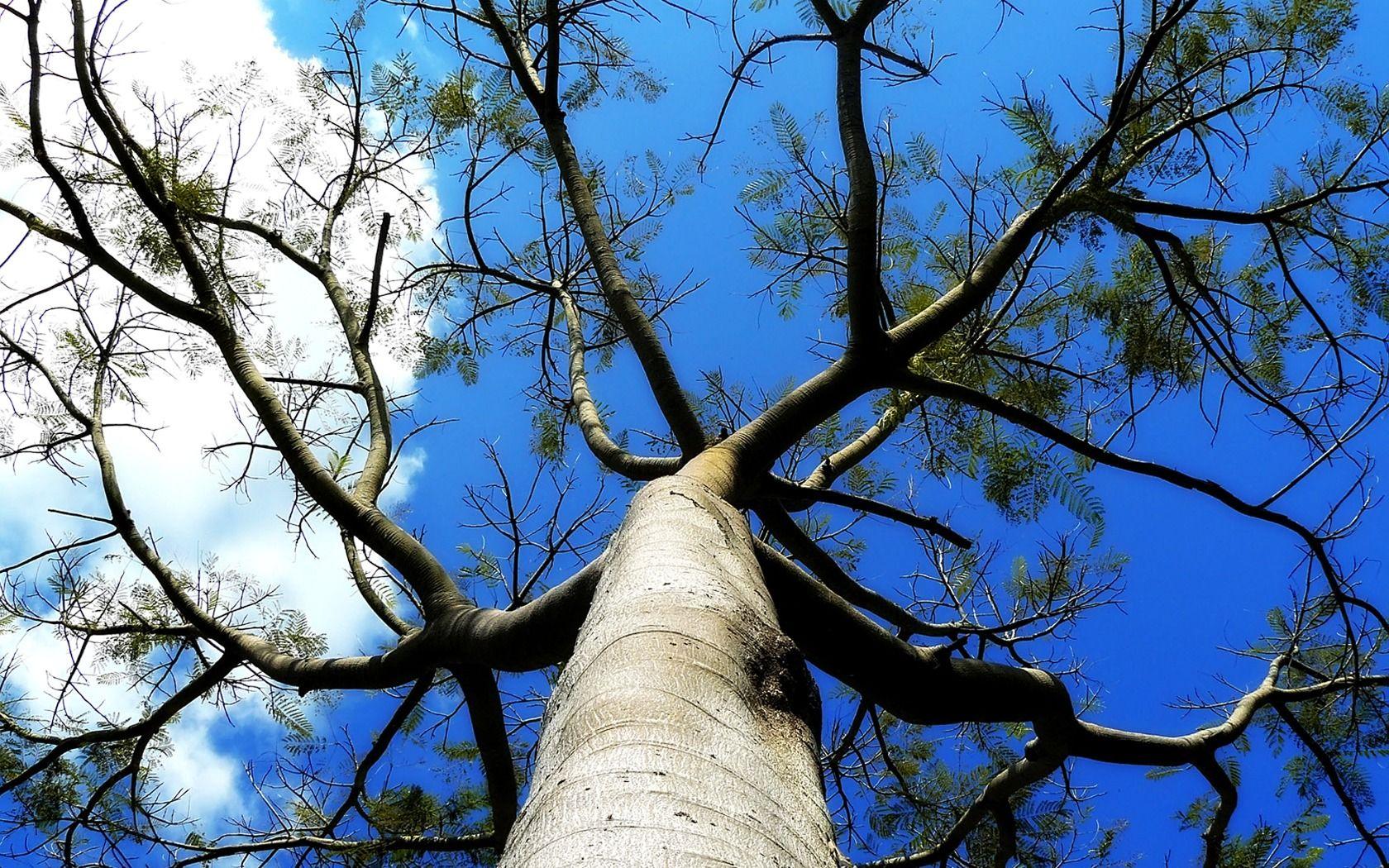 Tree Branches Wallpapers Wallpaper Cave