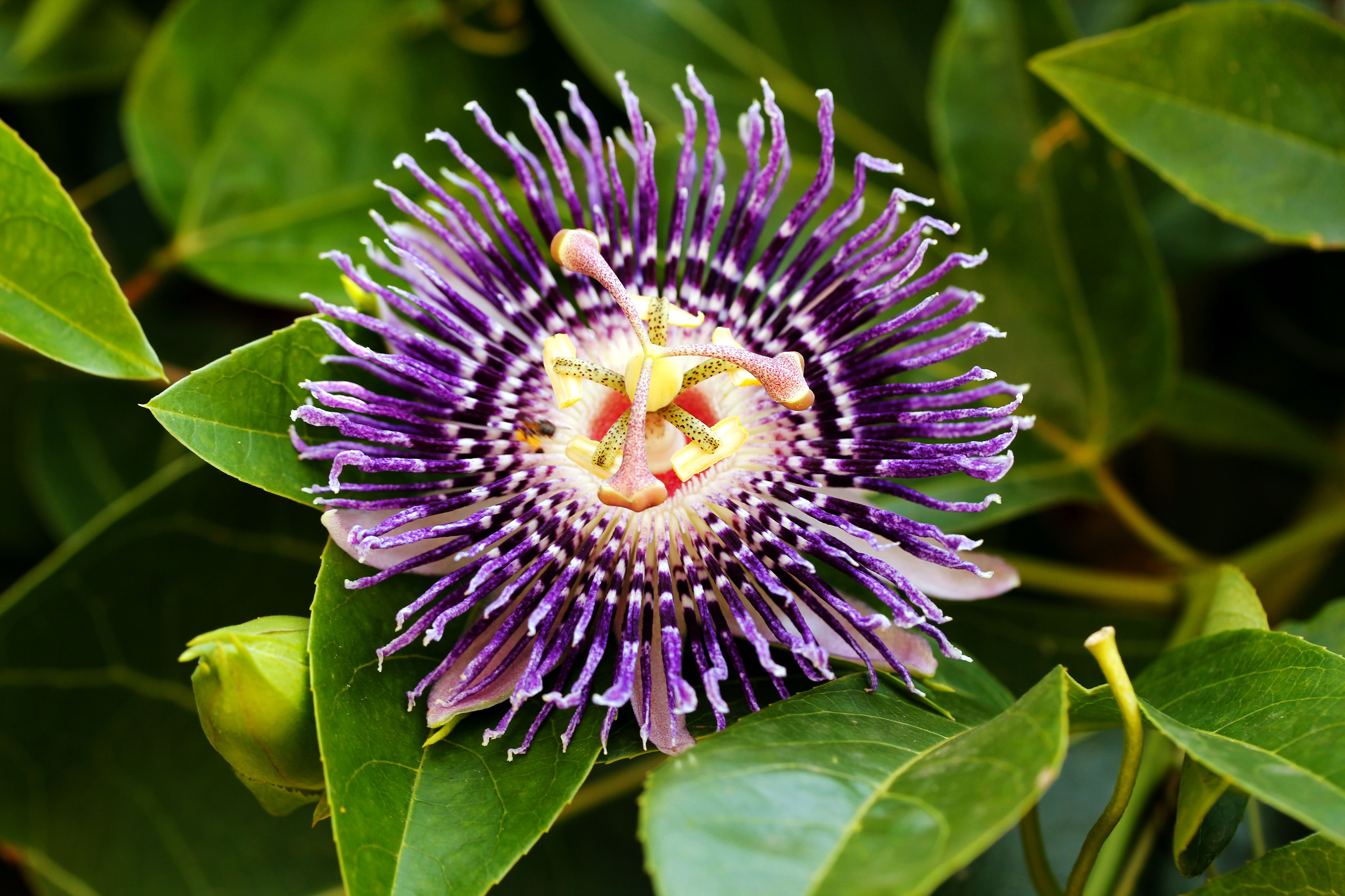 Passion Fruit Flower Wallpapers Wallpaper Cave