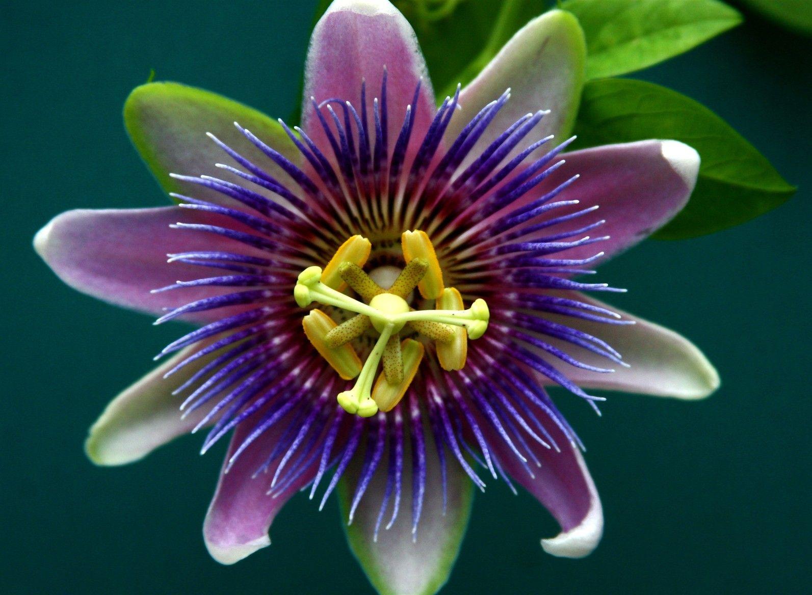 Passion Fruit Flower Wallpapers Wallpaper Cave