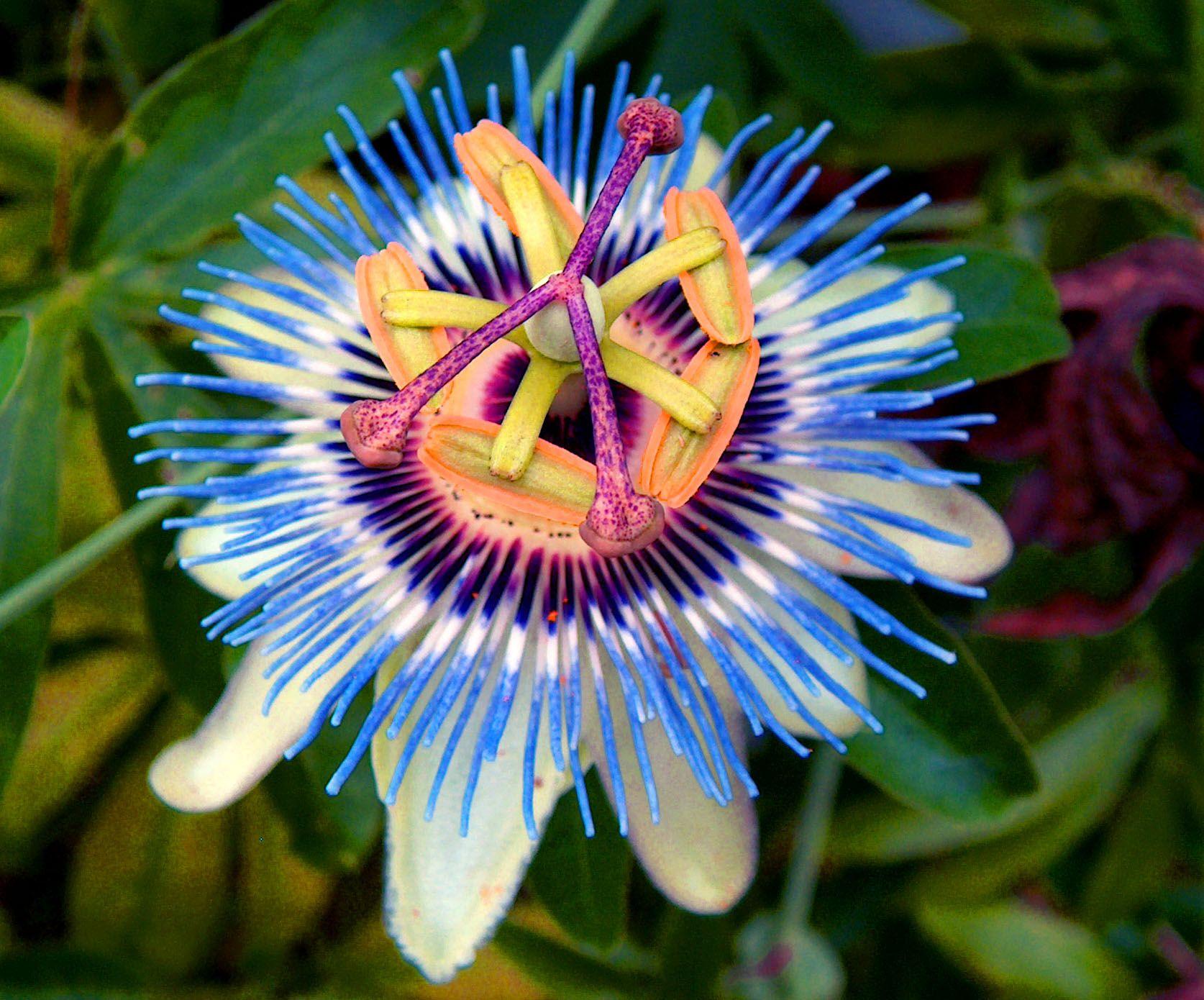 Passion Fruit Flower Wallpapers Wallpaper Cave