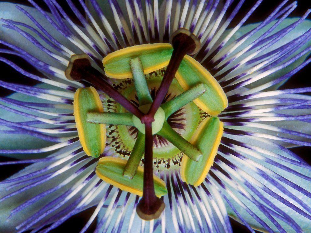 Passion Fruit Flower Wallpapers Wallpaper Cave
