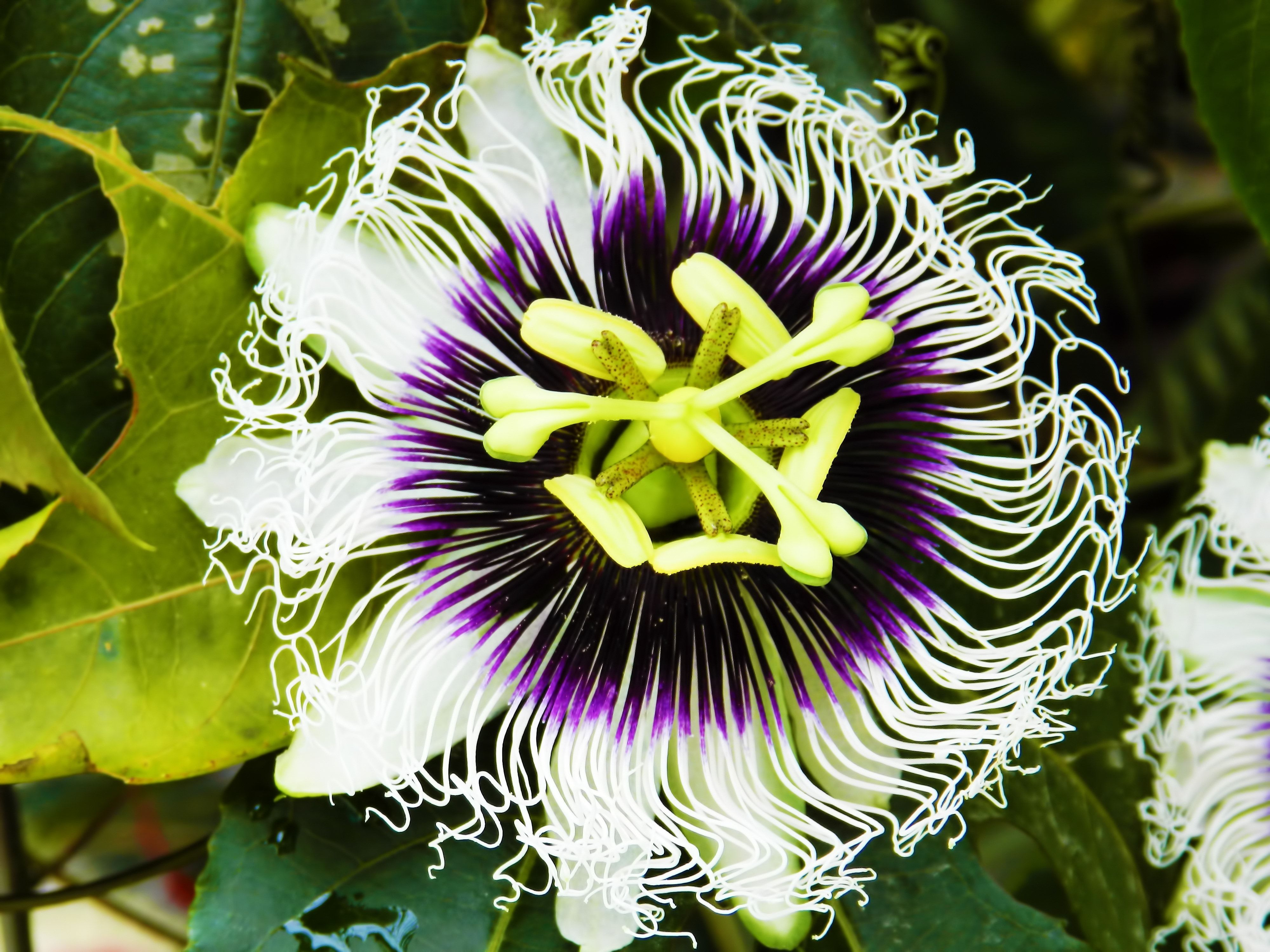 Passion Fruit Flower Wallpapers Wallpaper Cave