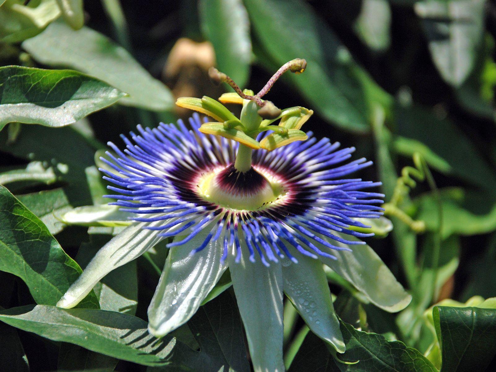 Passion Fruit Flower Wallpapers Wallpaper Cave