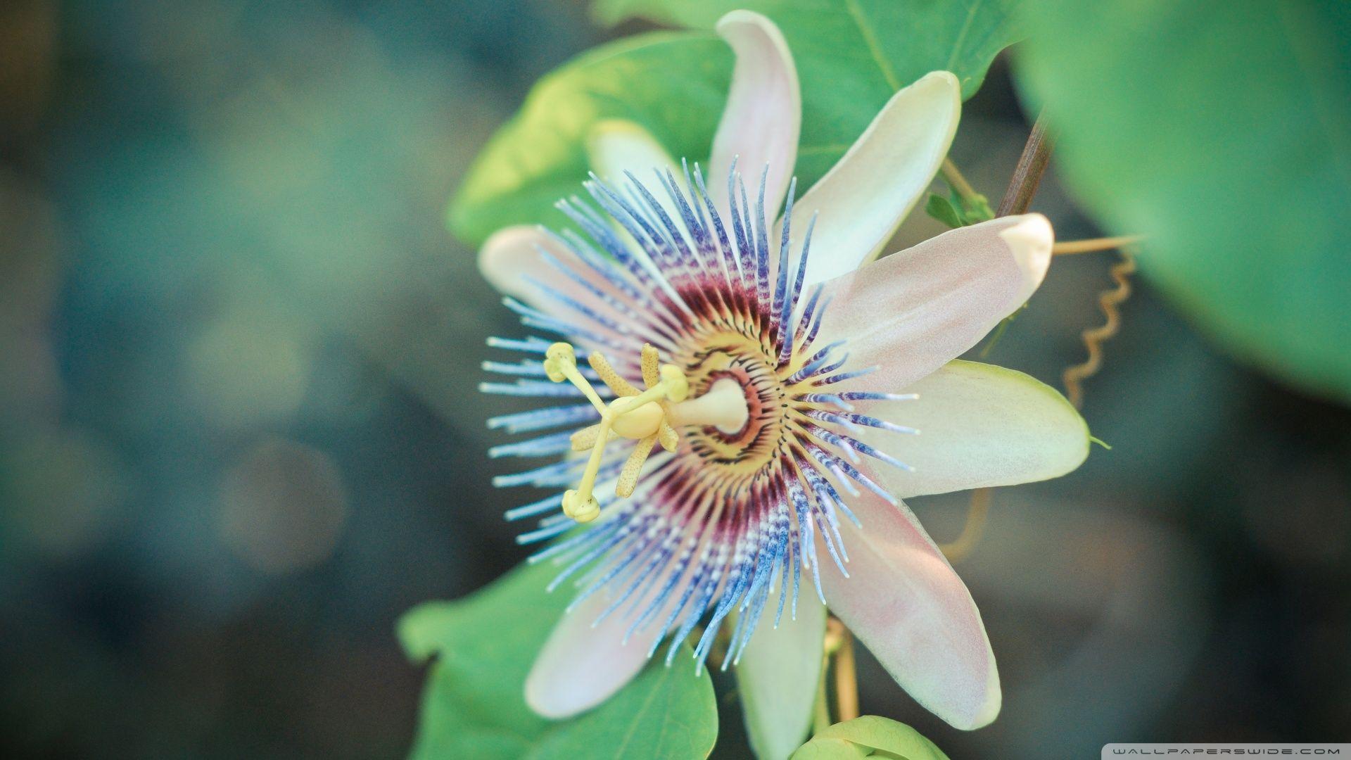 Passion Fruit Flower Wallpapers Wallpaper Cave