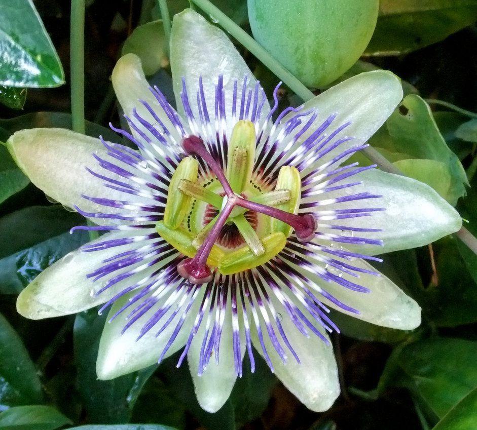 Passion Fruit Flower Wallpapers Wallpaper Cave
