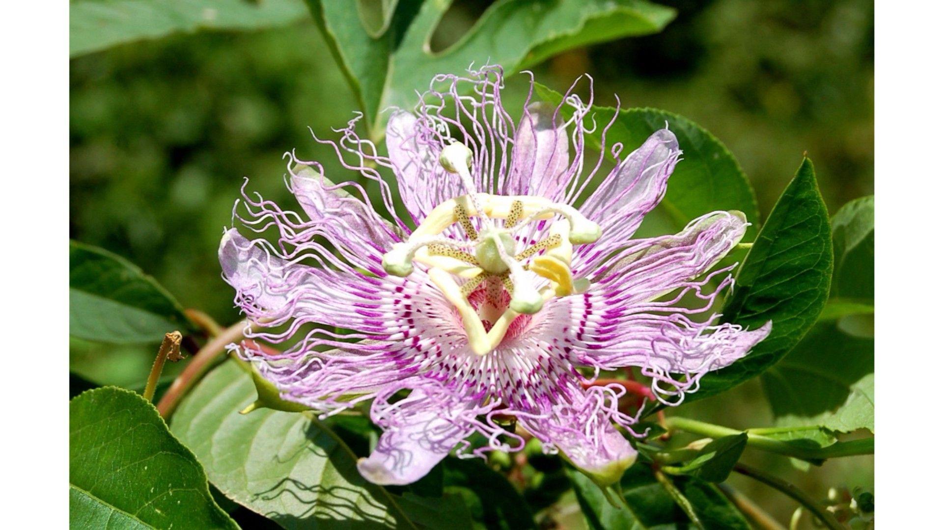 Passion Fruit Flower Wallpapers Wallpaper Cave