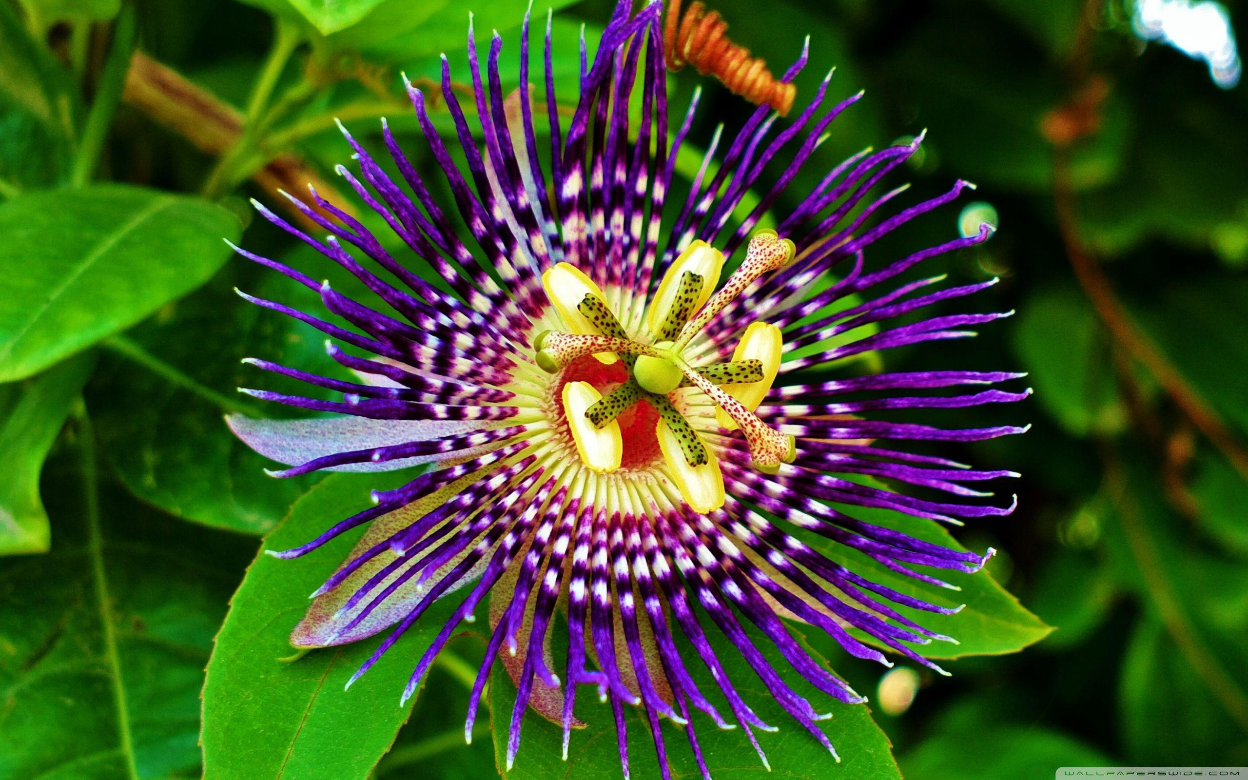Passion Fruit Flower Wallpapers Wallpaper Cave