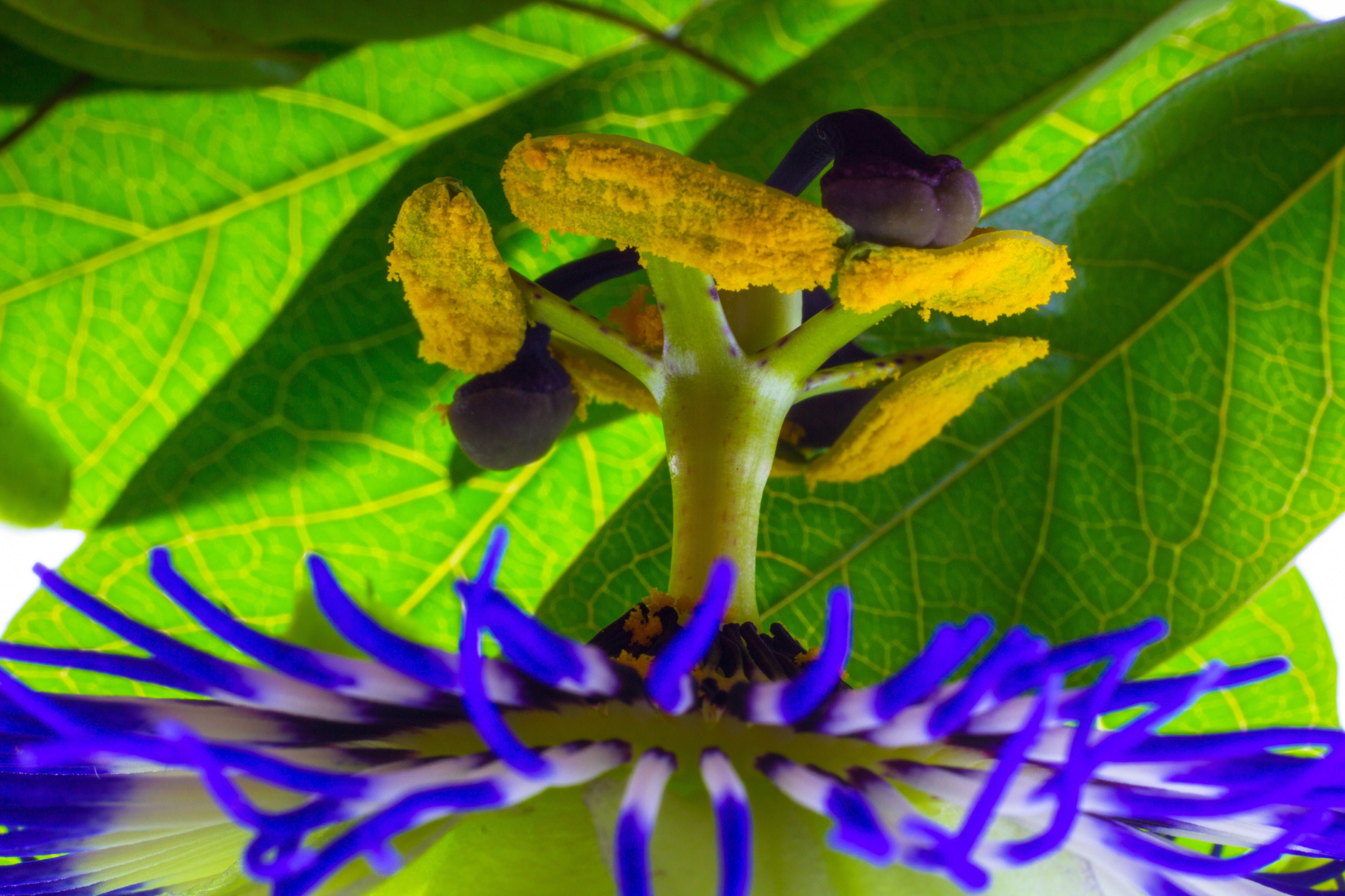 Passion Fruit Flower Wallpapers Wallpaper Cave
