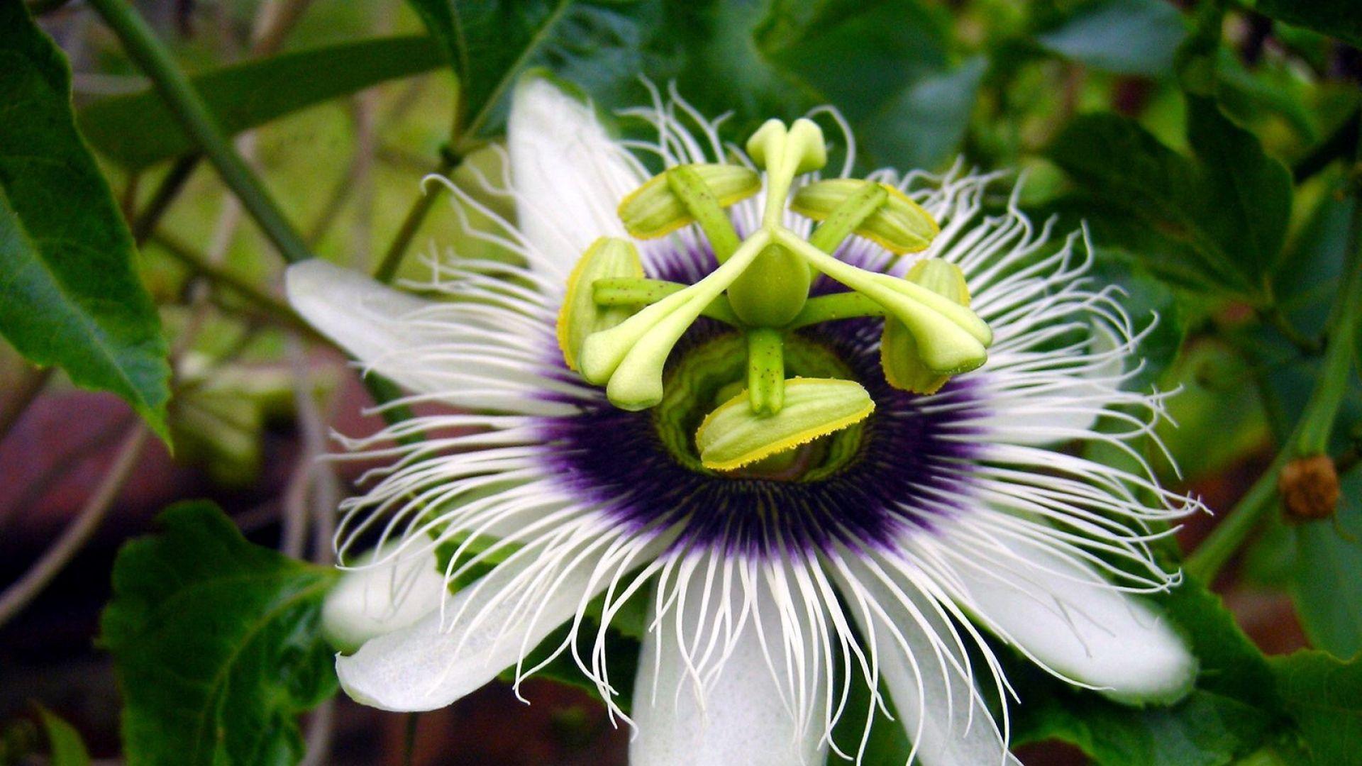 Passion Fruit Flower Wallpapers Wallpaper Cave