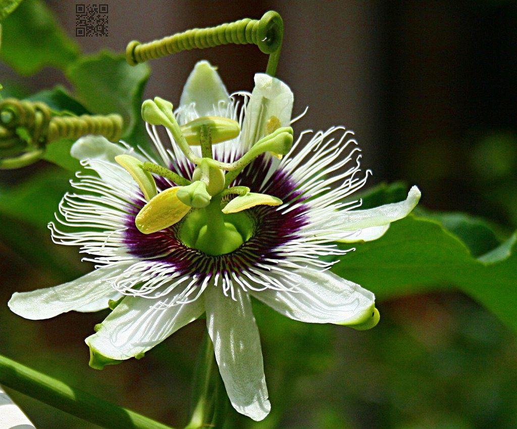 Passion Fruit Flower Wallpapers Wallpaper Cave