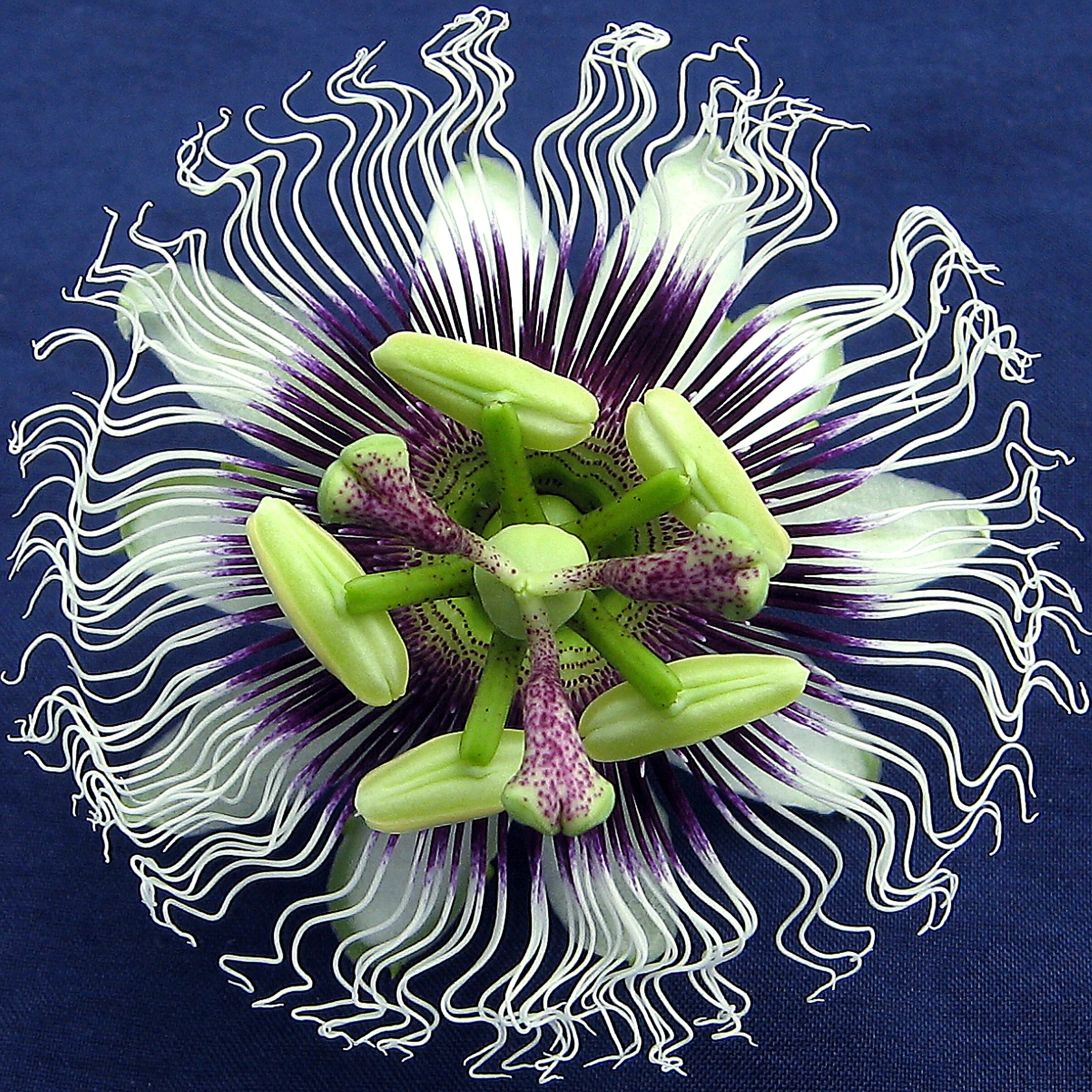 Passion Fruit Flower Wallpapers Wallpaper Cave