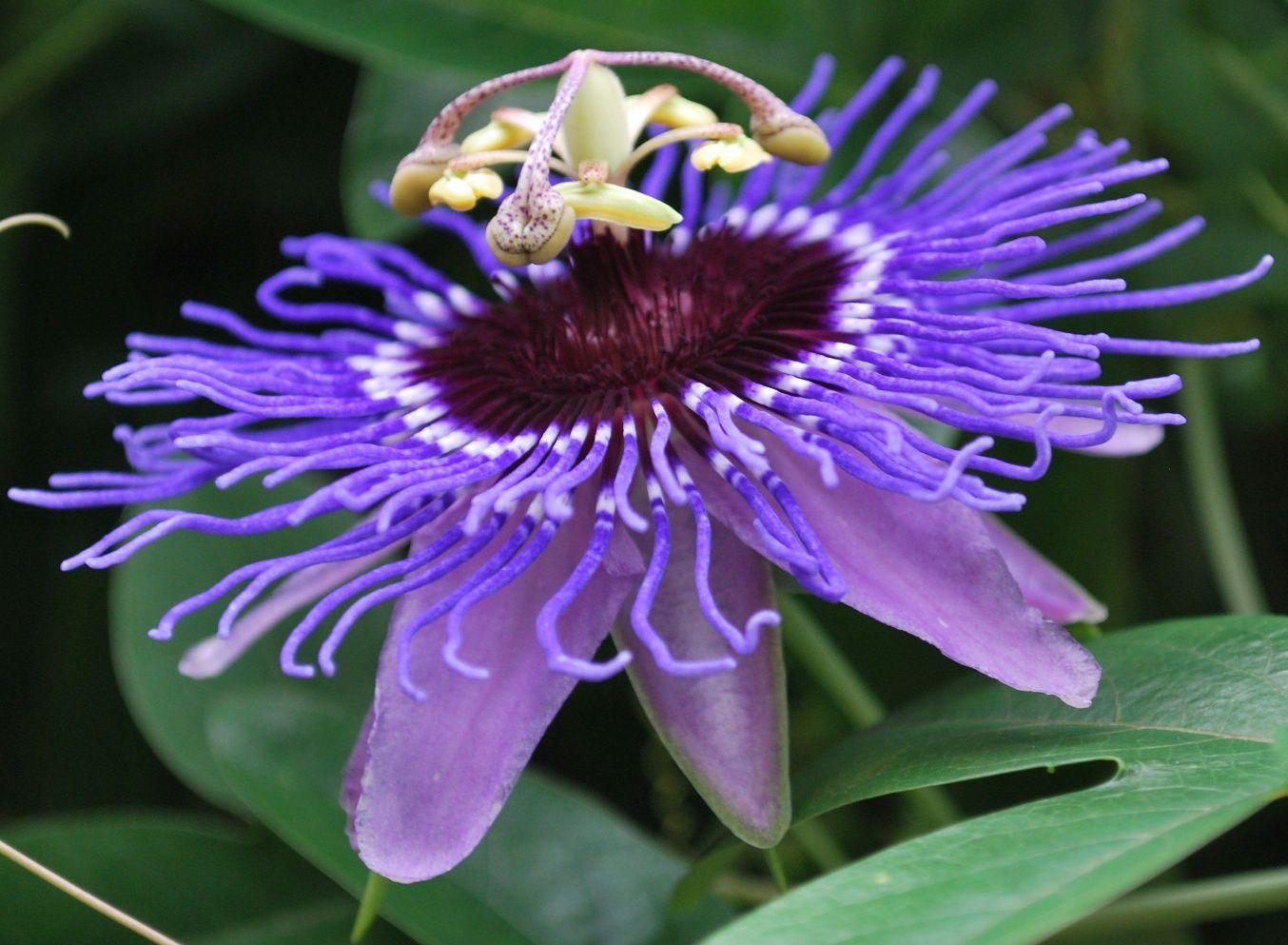 Passion Fruit Flower Wallpapers Wallpaper Cave