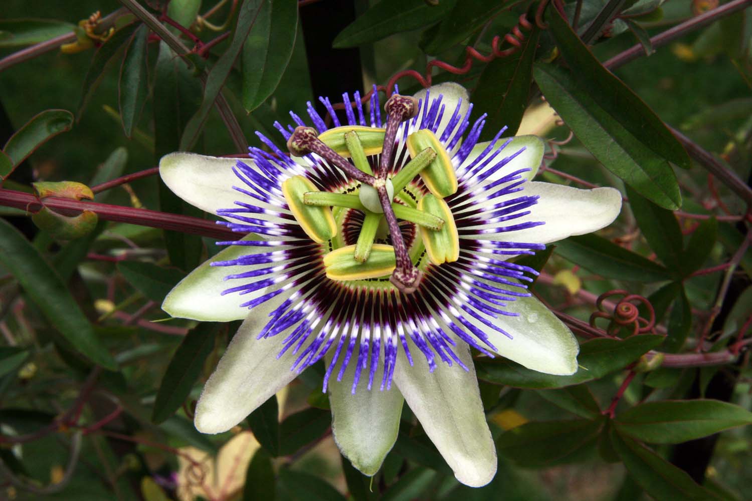 Passion Fruit Flower Wallpapers Wallpaper Cave