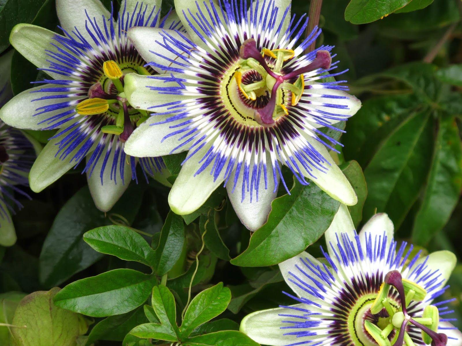 Passion Fruit Flower Wallpapers Wallpaper Cave