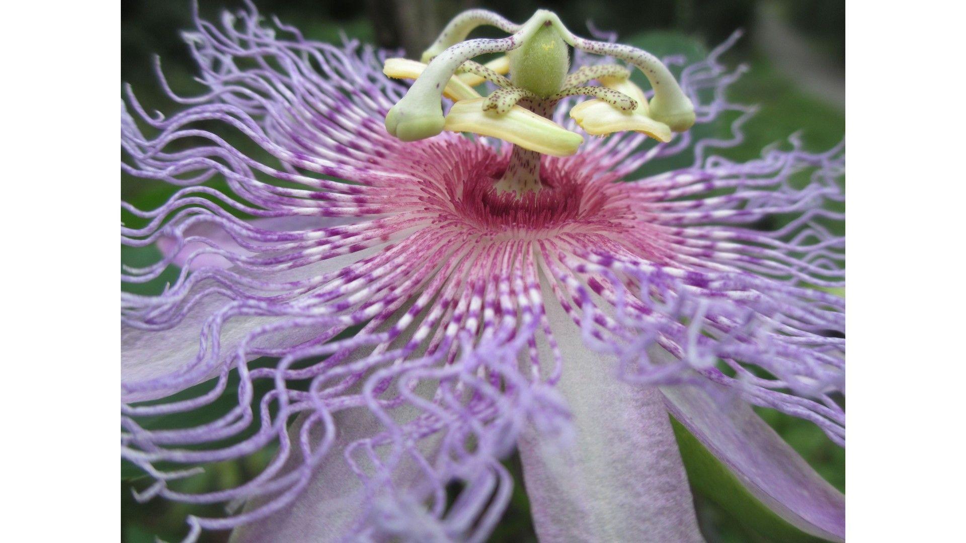 Passion Fruit Flower Wallpapers Wallpaper Cave