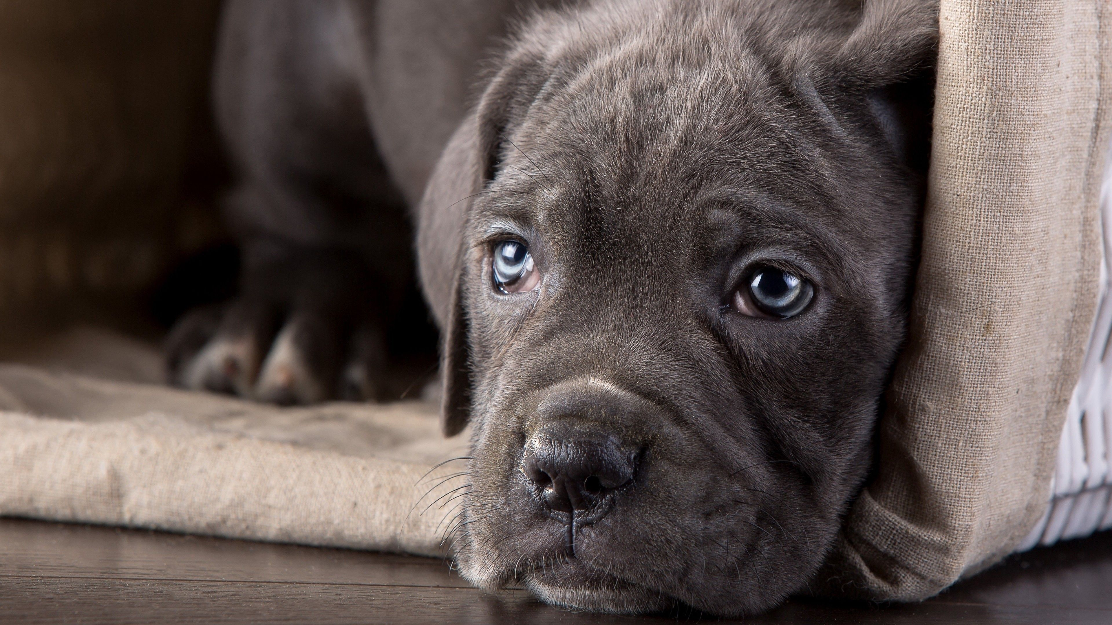 Cane Corso Wallpapers Wallpaper Cave