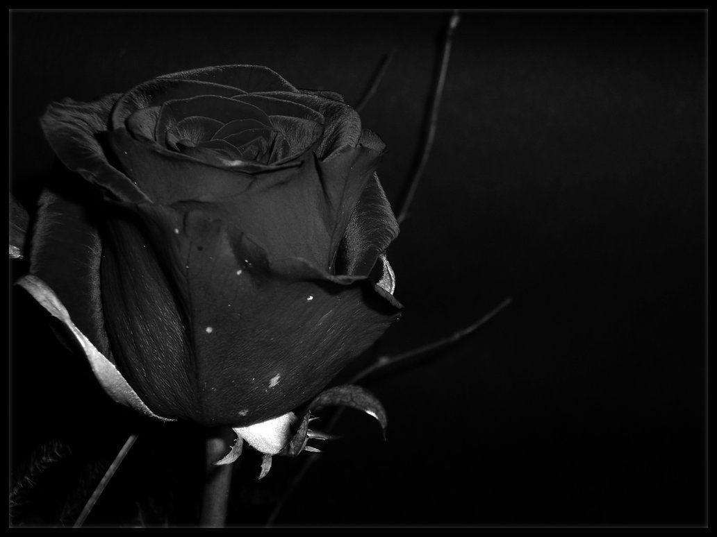 Dark Love Wallpapers Wallpaper Cave