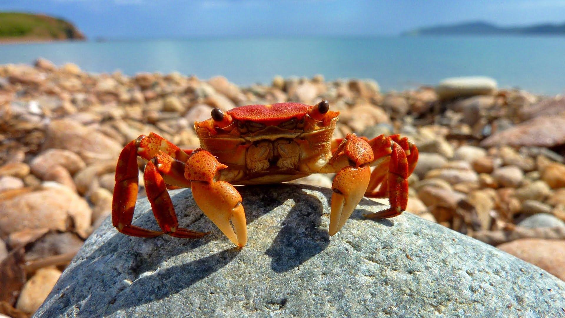 Crabs Wallpapers Wallpaper Cave