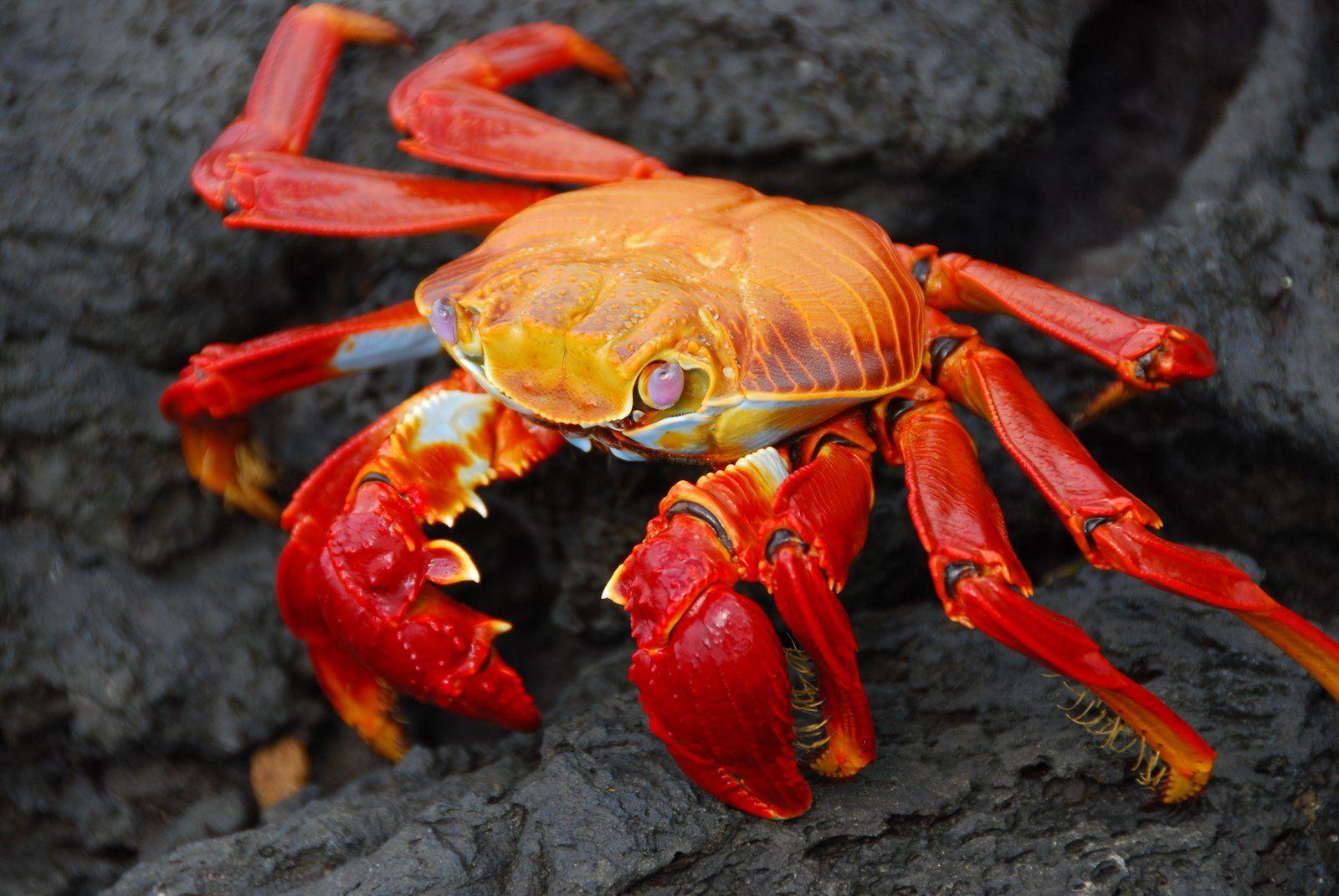 Crabs Wallpapers Wallpaper Cave