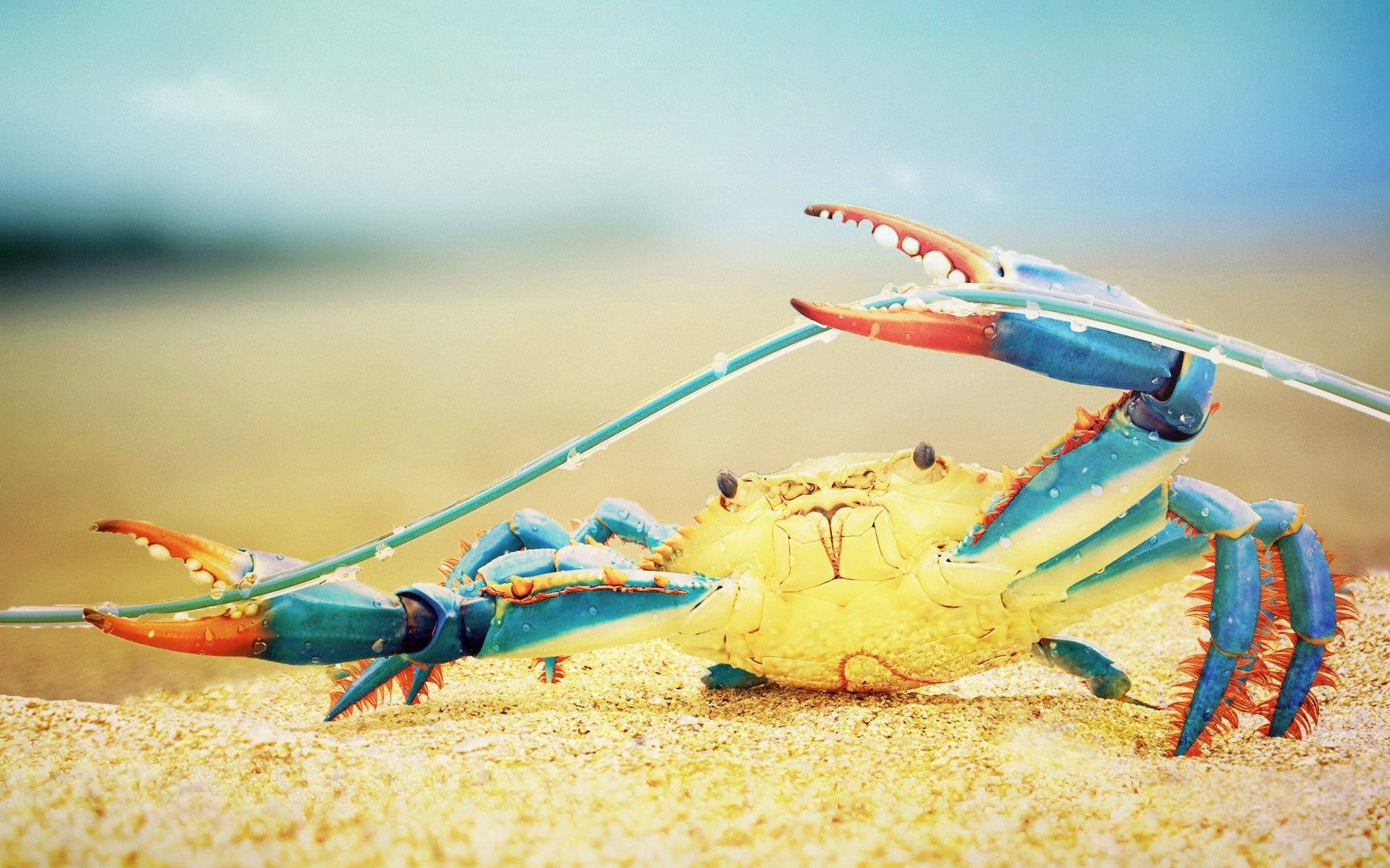 Crabs Wallpapers Wallpaper Cave