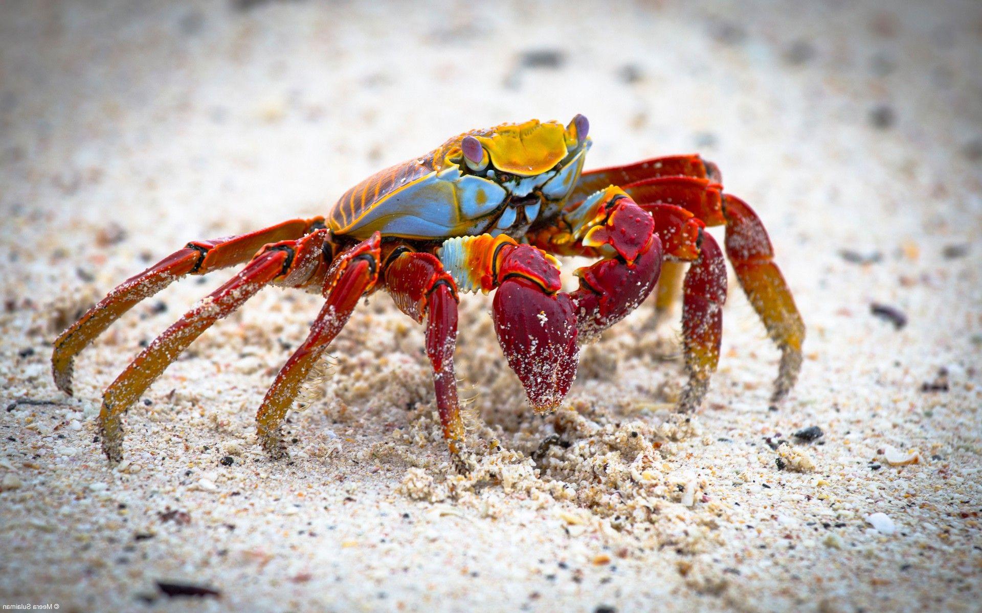 Crabs Wallpapers Wallpaper Cave