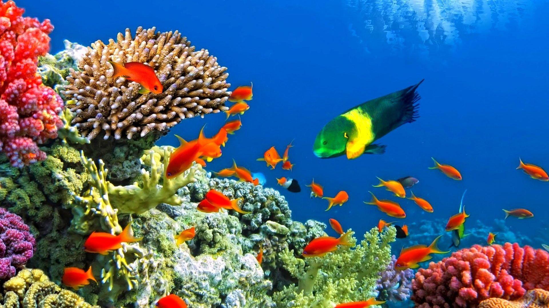 Ocean Animals Wallpapers Wallpaper Cave