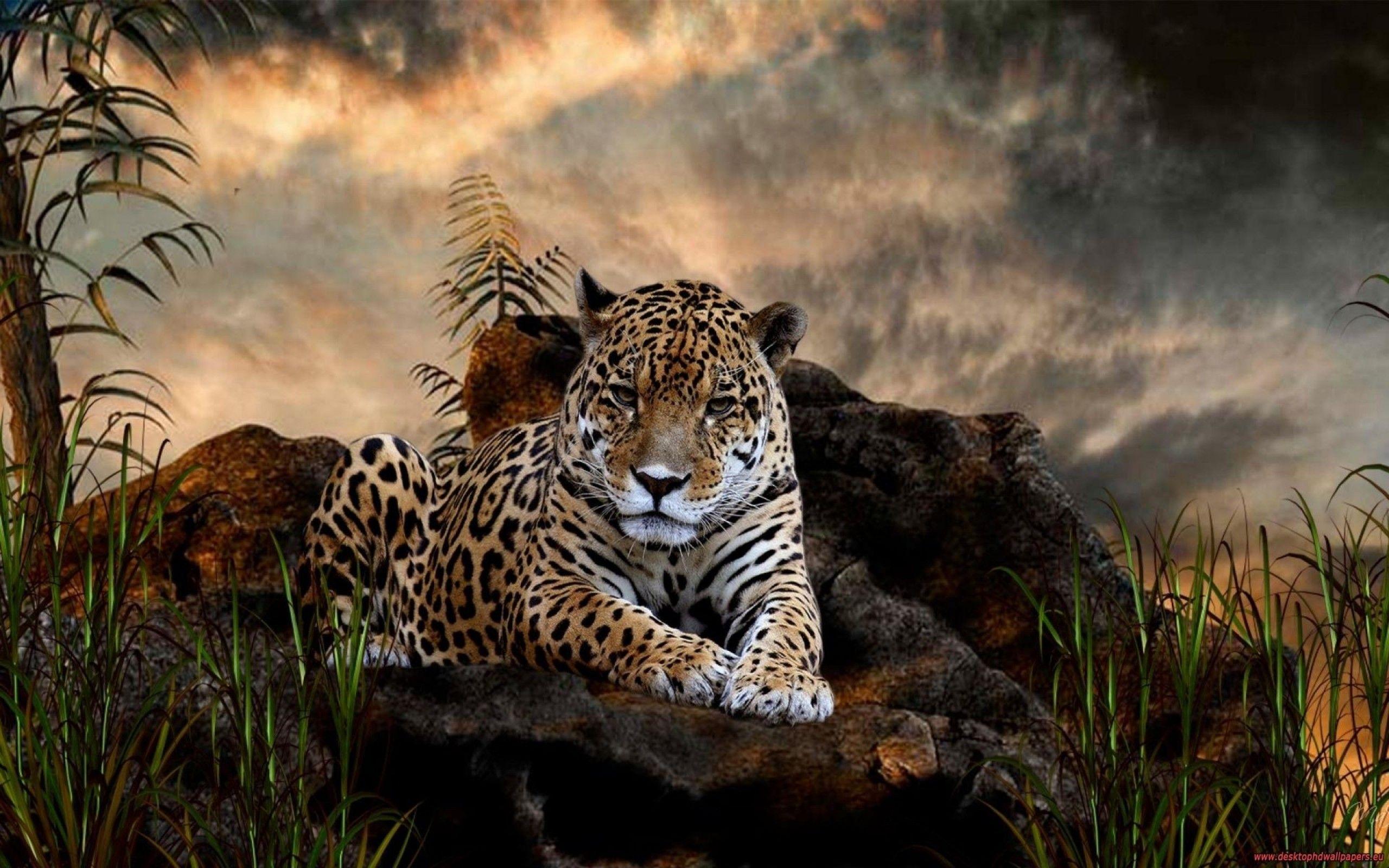 Wild Animals HD Wallpapers Wallpaper Cave