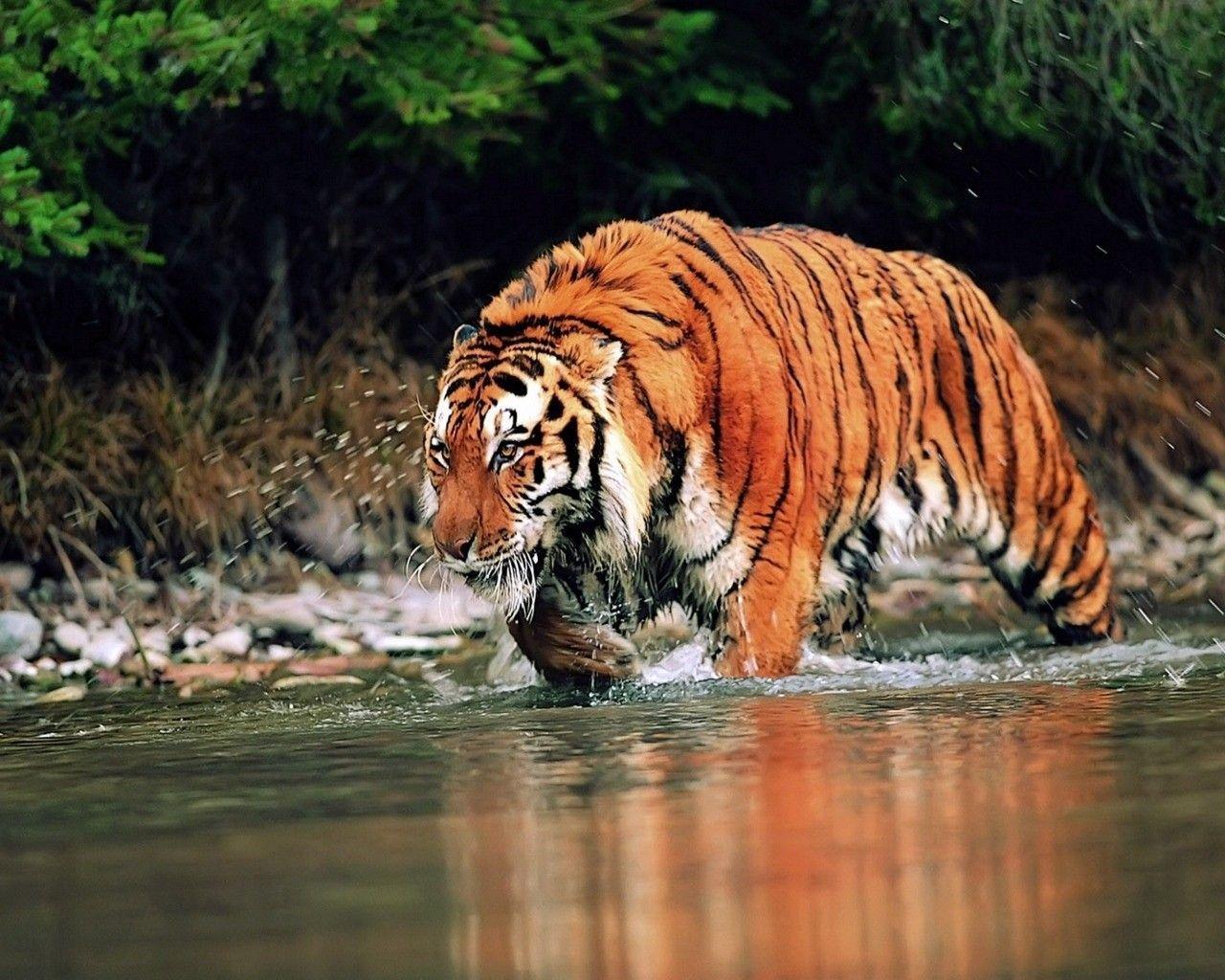 Wild Animals HD Wallpapers Wallpaper Cave